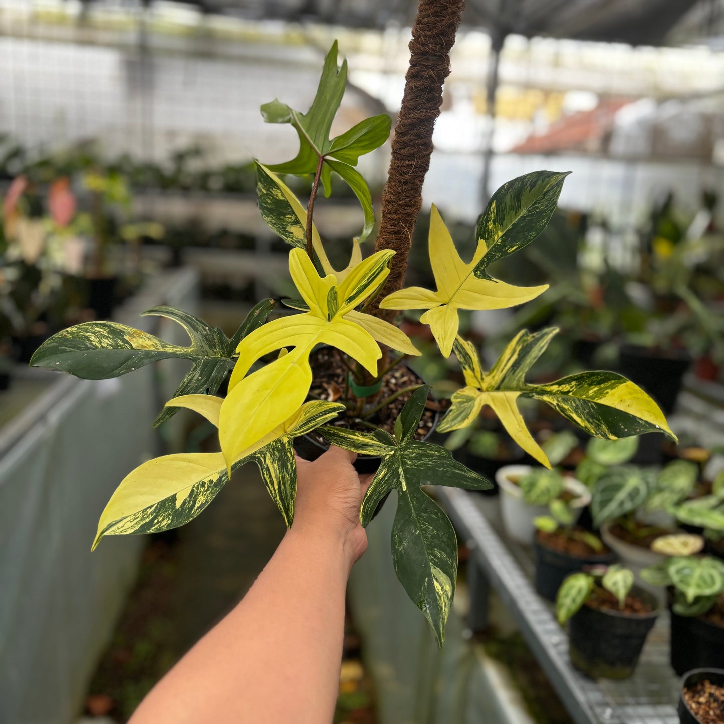 Philodendron Florida Beauty - Mature size - Indonesian Rare Plants