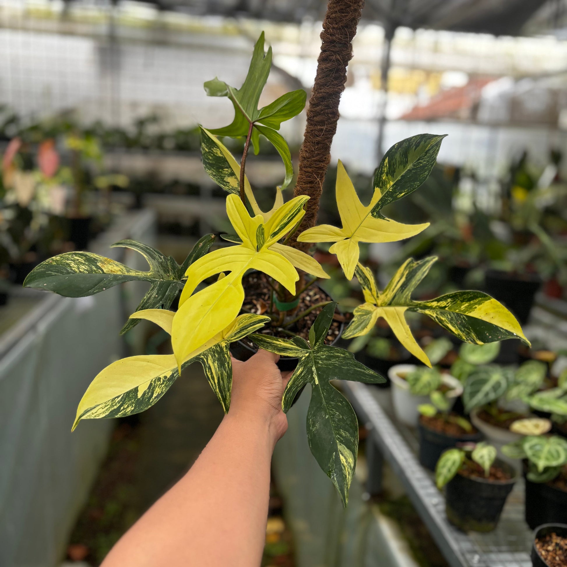 Philodendron Florida Beauty - Mature size - Indonesian Rare Plants