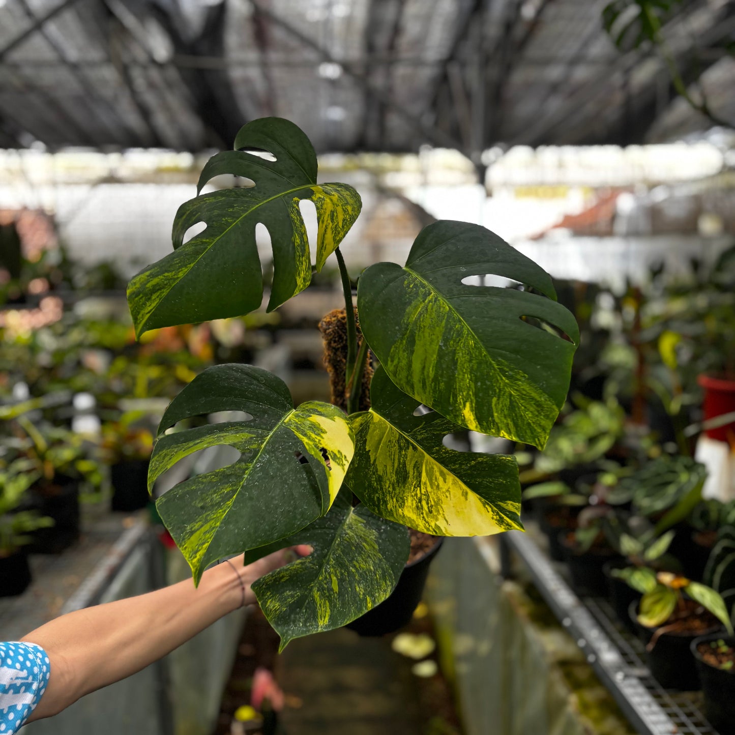 Monstera Yellow Variegated "Marmorata" Lush — rare Indonesian plant