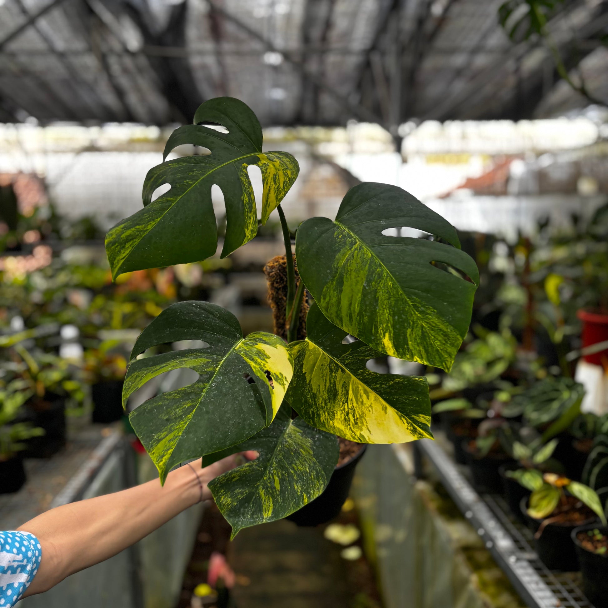 Monstera Yellow Variegated "Marmorata" Lush — rare Indonesian plant