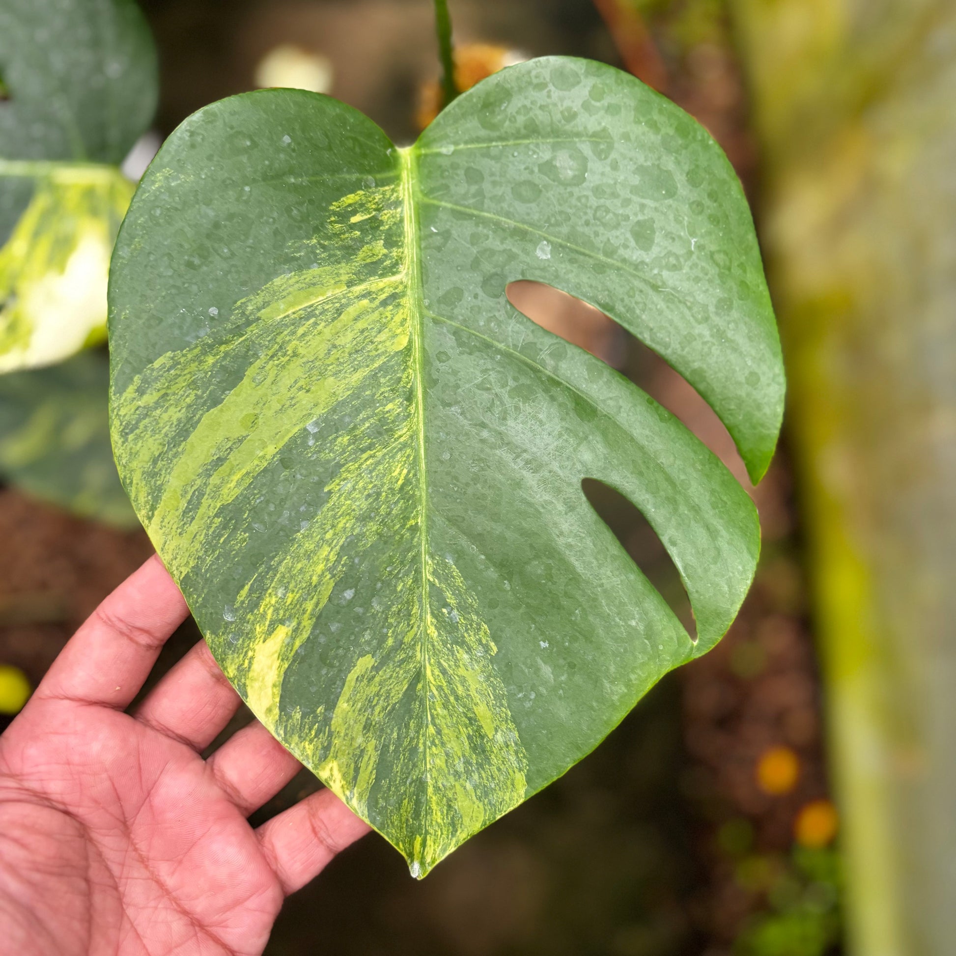 Monstera Yellow Variegated "Marmorata" Lush — photo 2