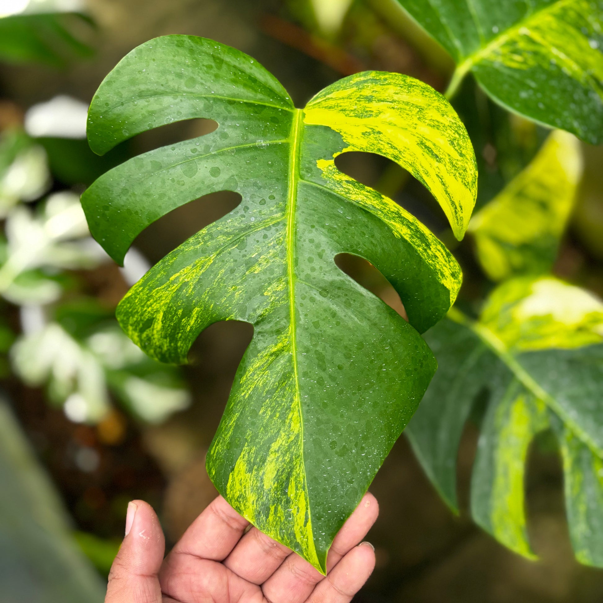 Monstera Yellow Variegated "Marmorata" Lush — photo 3