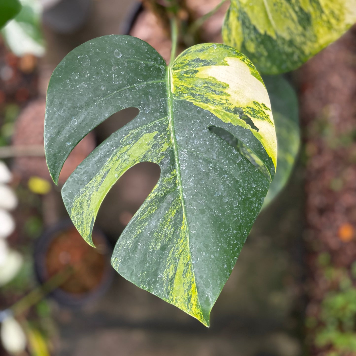 Monstera Yellow Variegated "Marmorata" Lush — photo 4