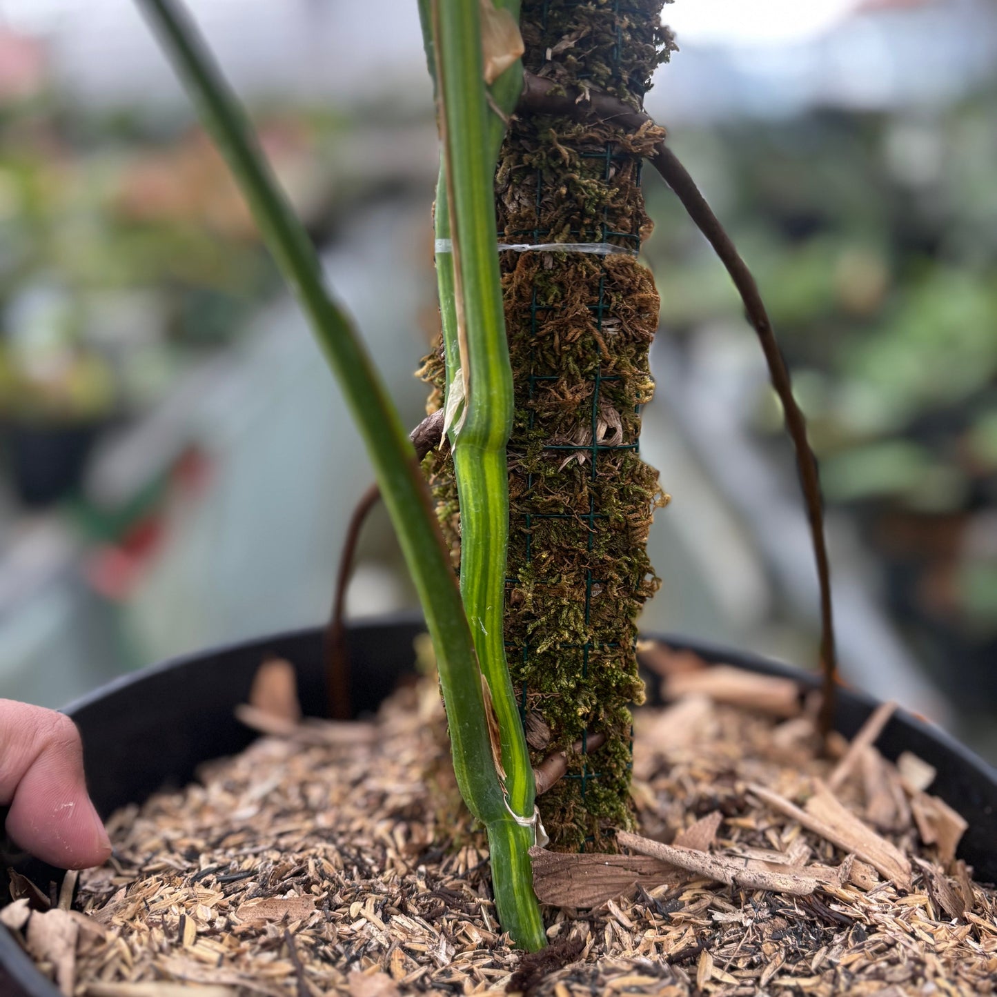Monstera Yellow Variegated "Marmorata" Lush — photo 5