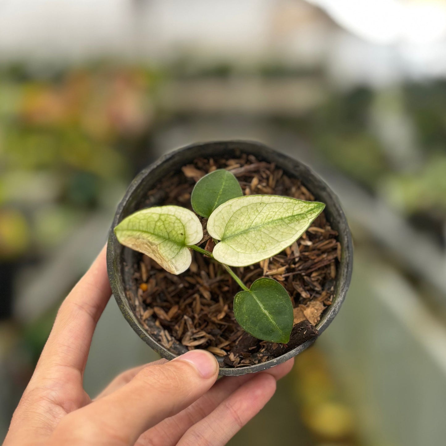 Anthurium Silver Blush White Mint Variegated — rare Indonesian plant