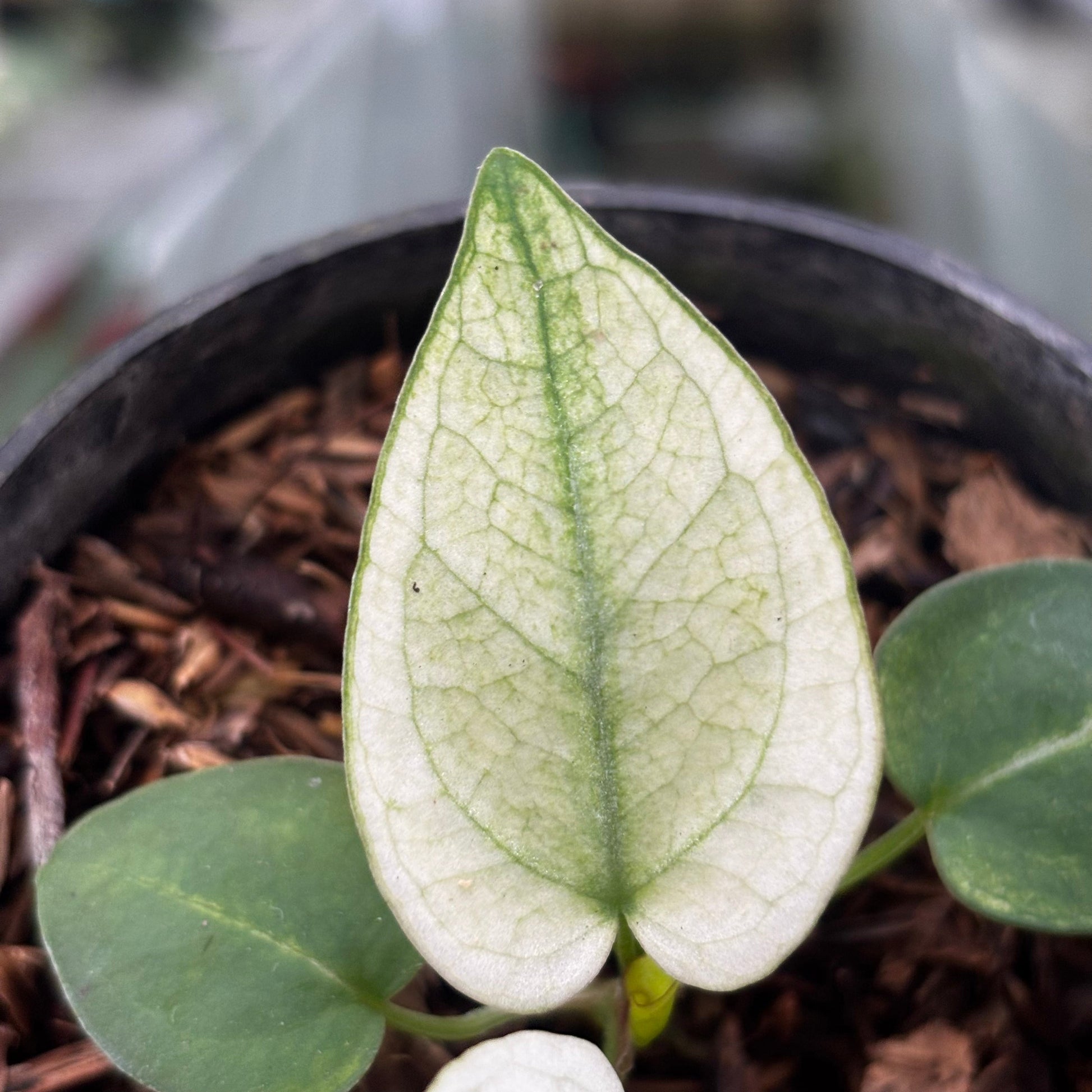 Anthurium Silver Blush White Mint Variegated — photo 2