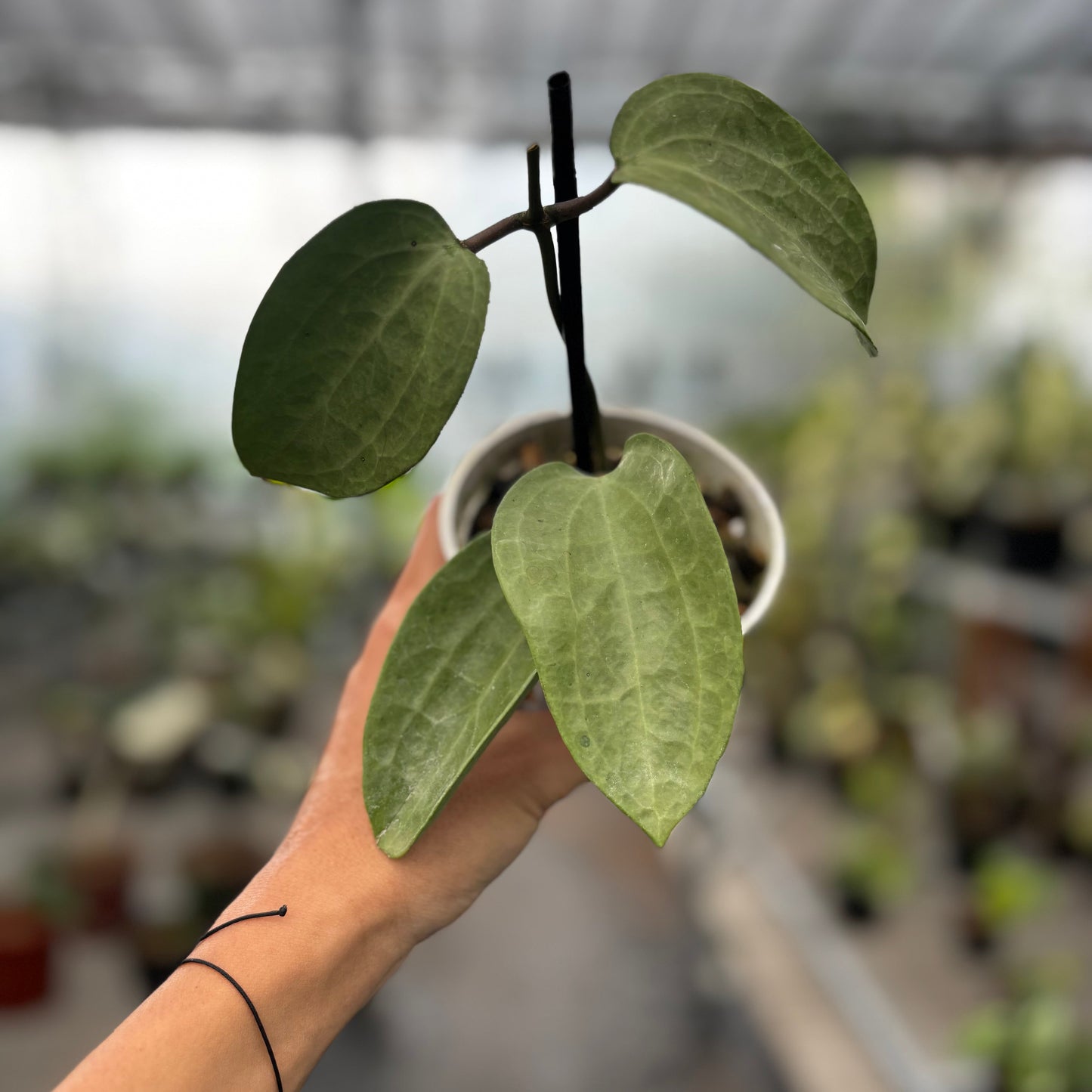 Hoya Latifolia Silver - Indonesian Rare Plants