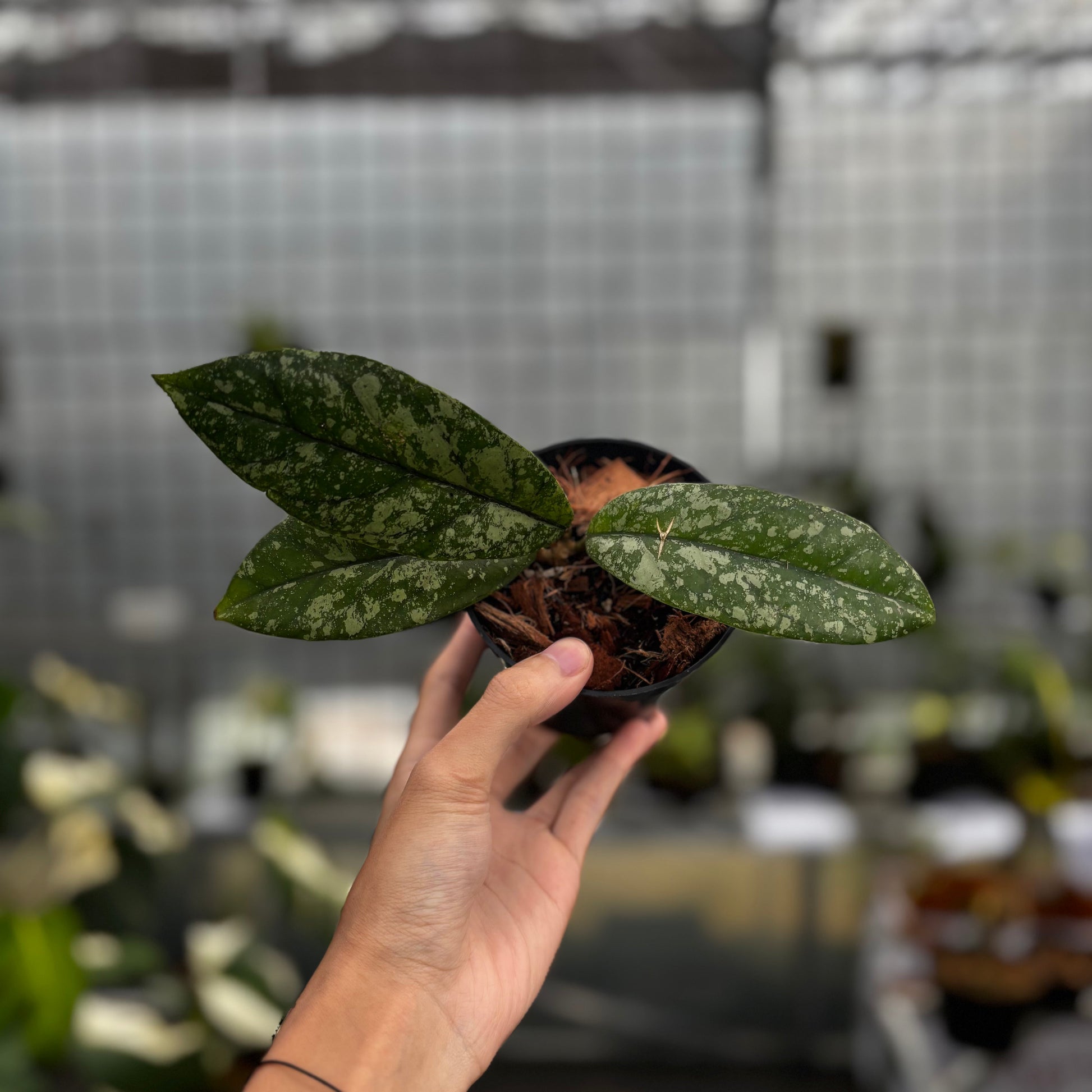 Hoya Forbesii High Splash - Indonesian Rare Plants