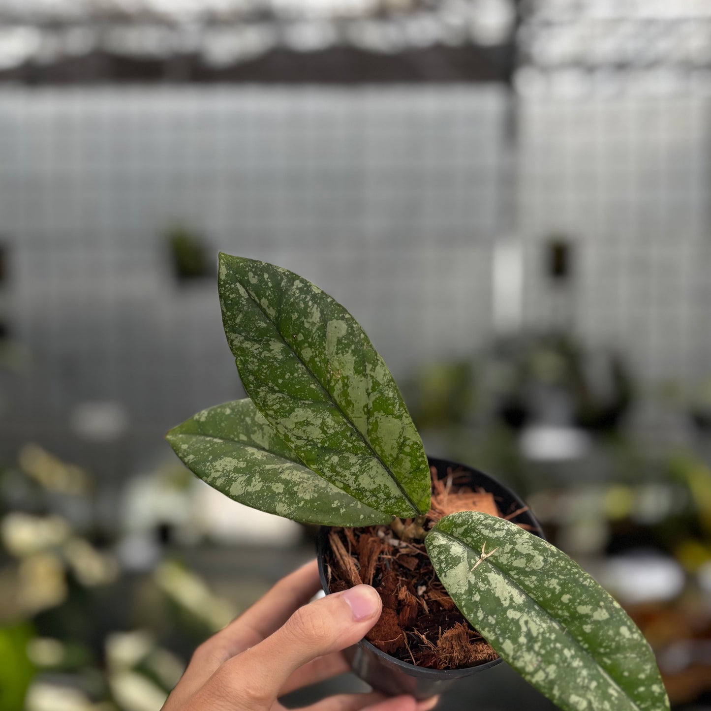 Hoya Forbesii High Splash