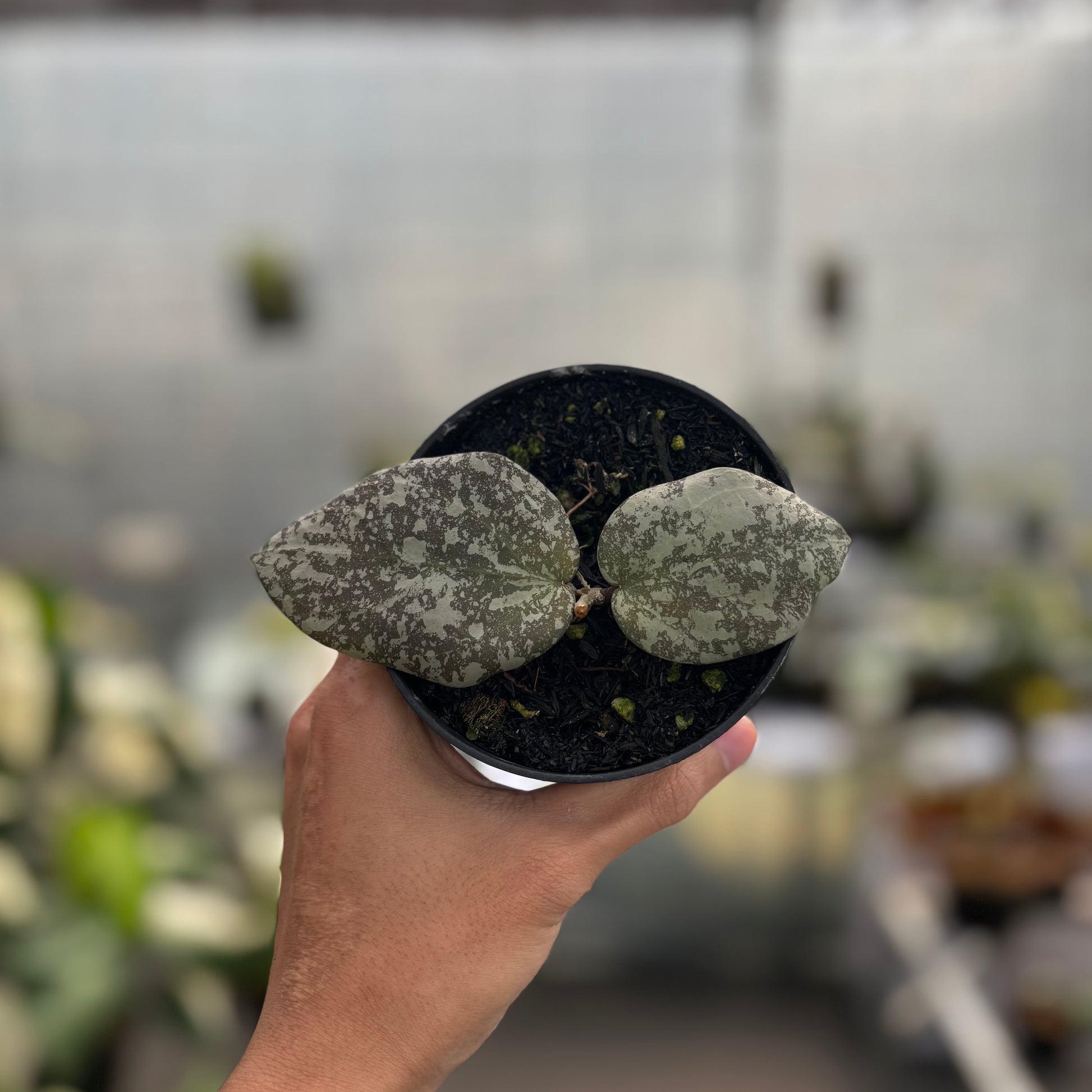 Hoya Cinnamomifolia x Imbricata - Indonesian Rare Plants