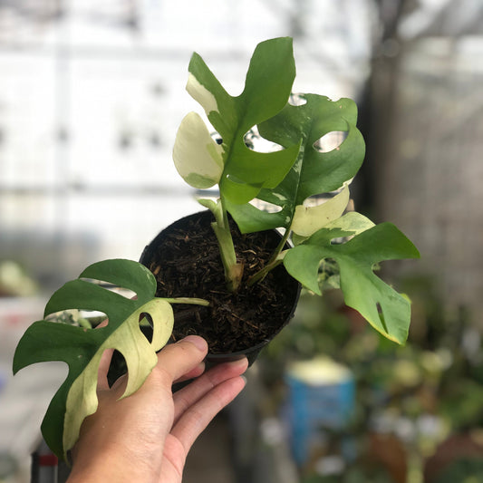 Rhaphidophora Tetrasperma Variegated - Indonesian Rare Plants