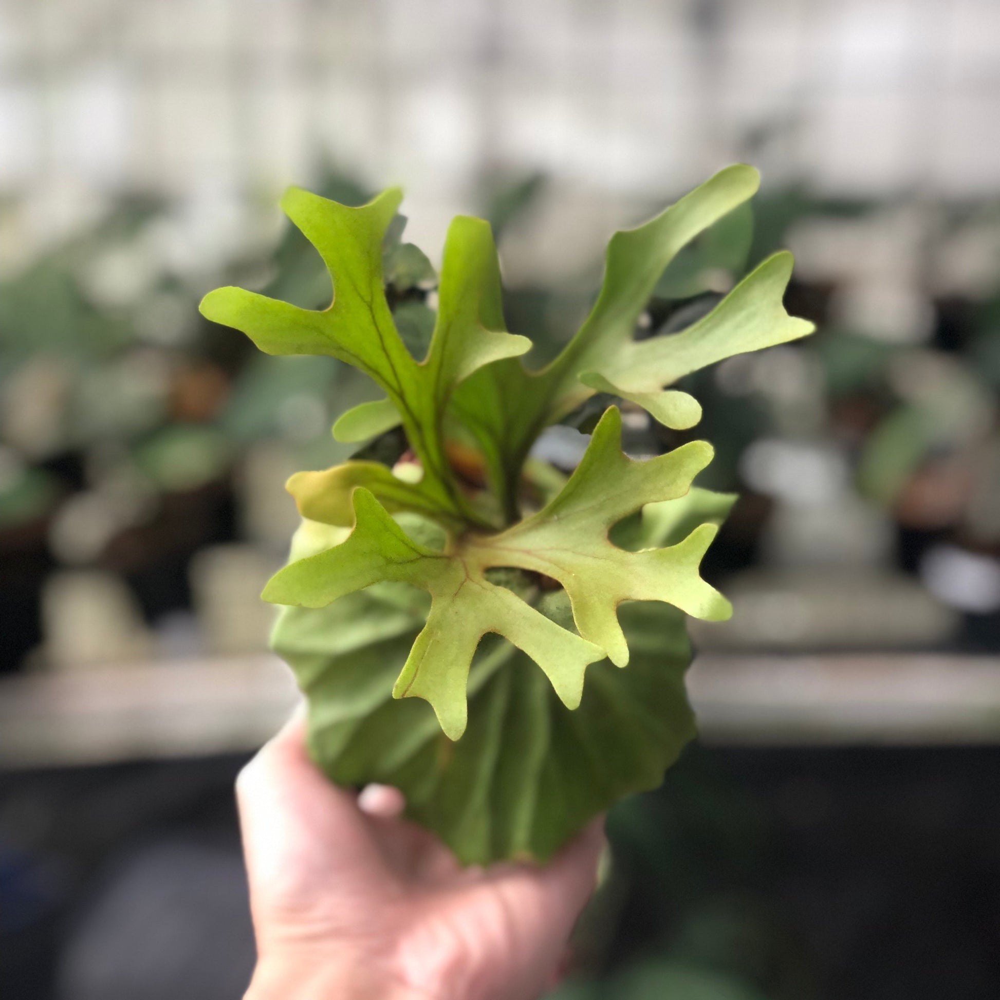 Platycireum Ridleyi - Indonesian Rare Plants