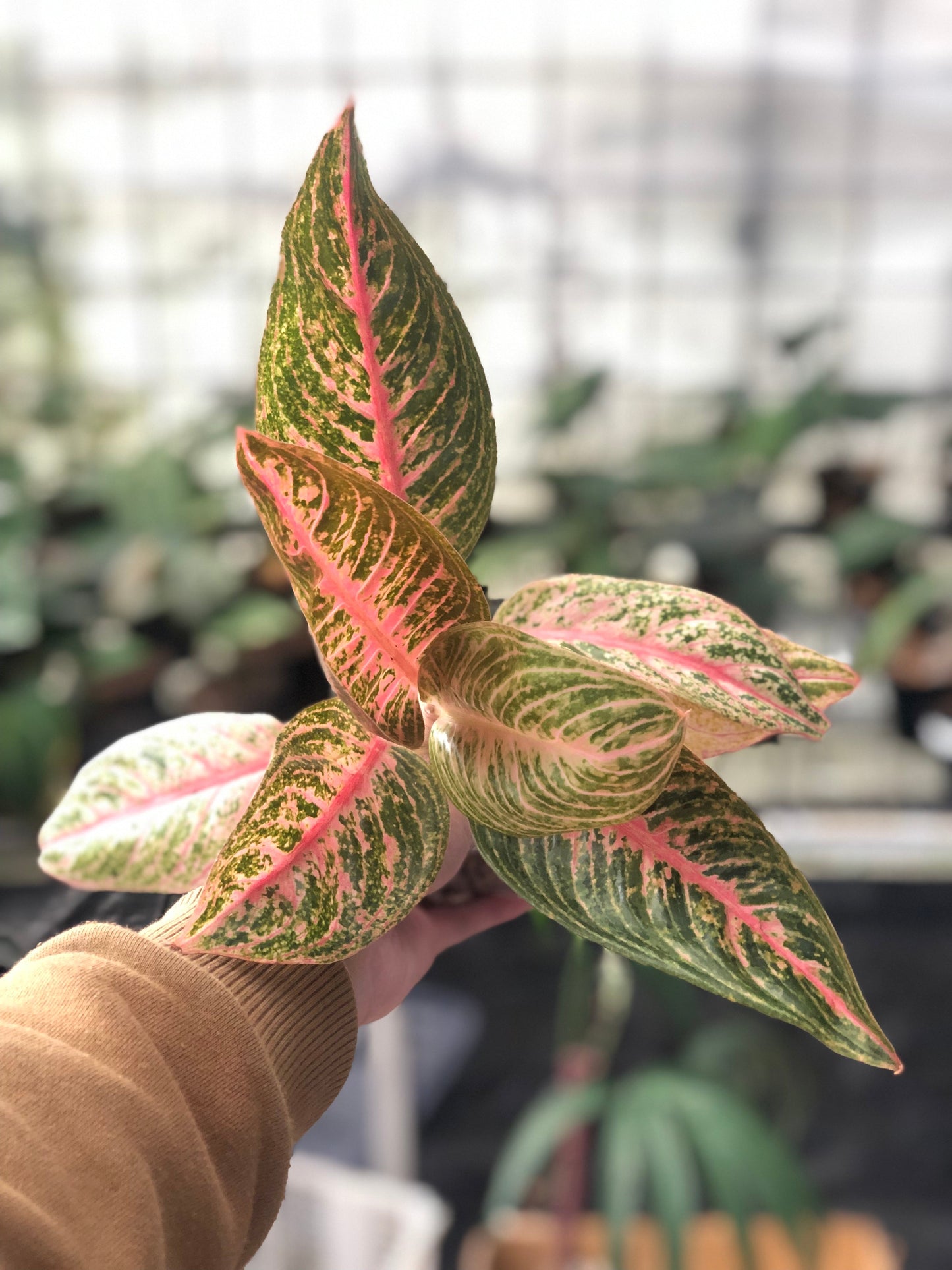 Aglaonema Green Legacy - Indonesian Rare Plants