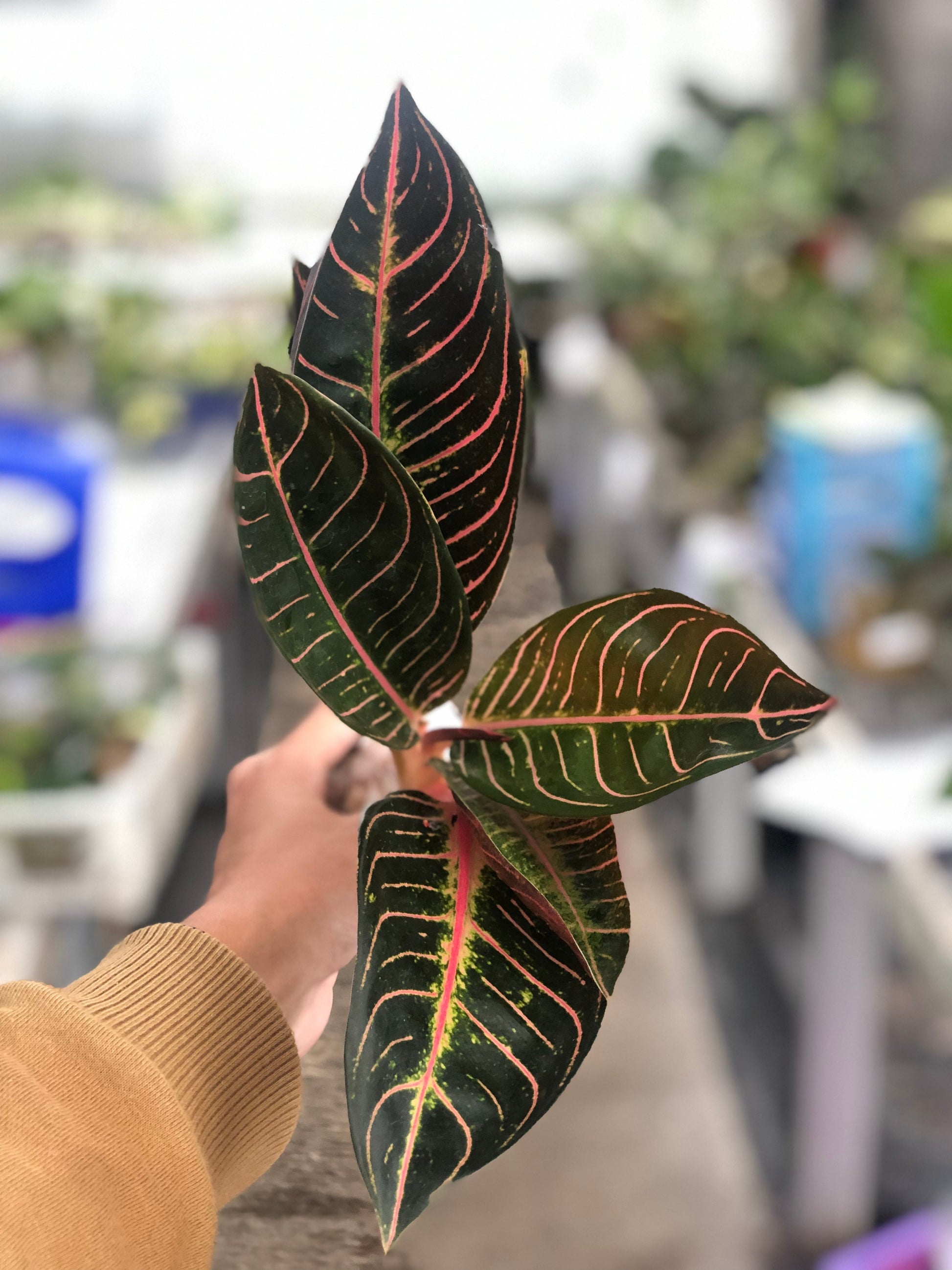 Aglaonema Redsum - Indonesian Rare Plants