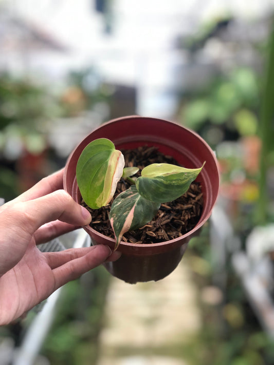 Philodendron Micans Variegated - Indonesian Rare Plants