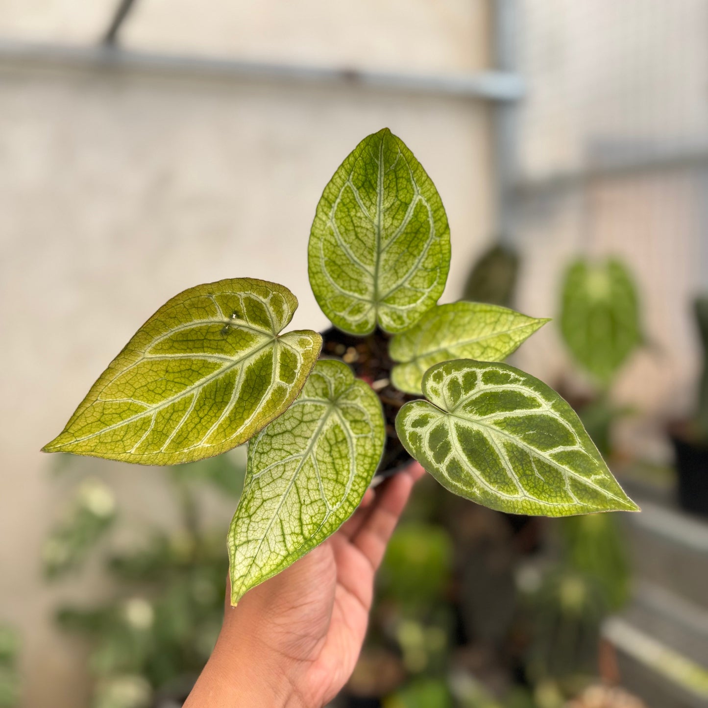 Anthurium Papillilaminum Variegated x Bvit Zara Michelle — photo 6