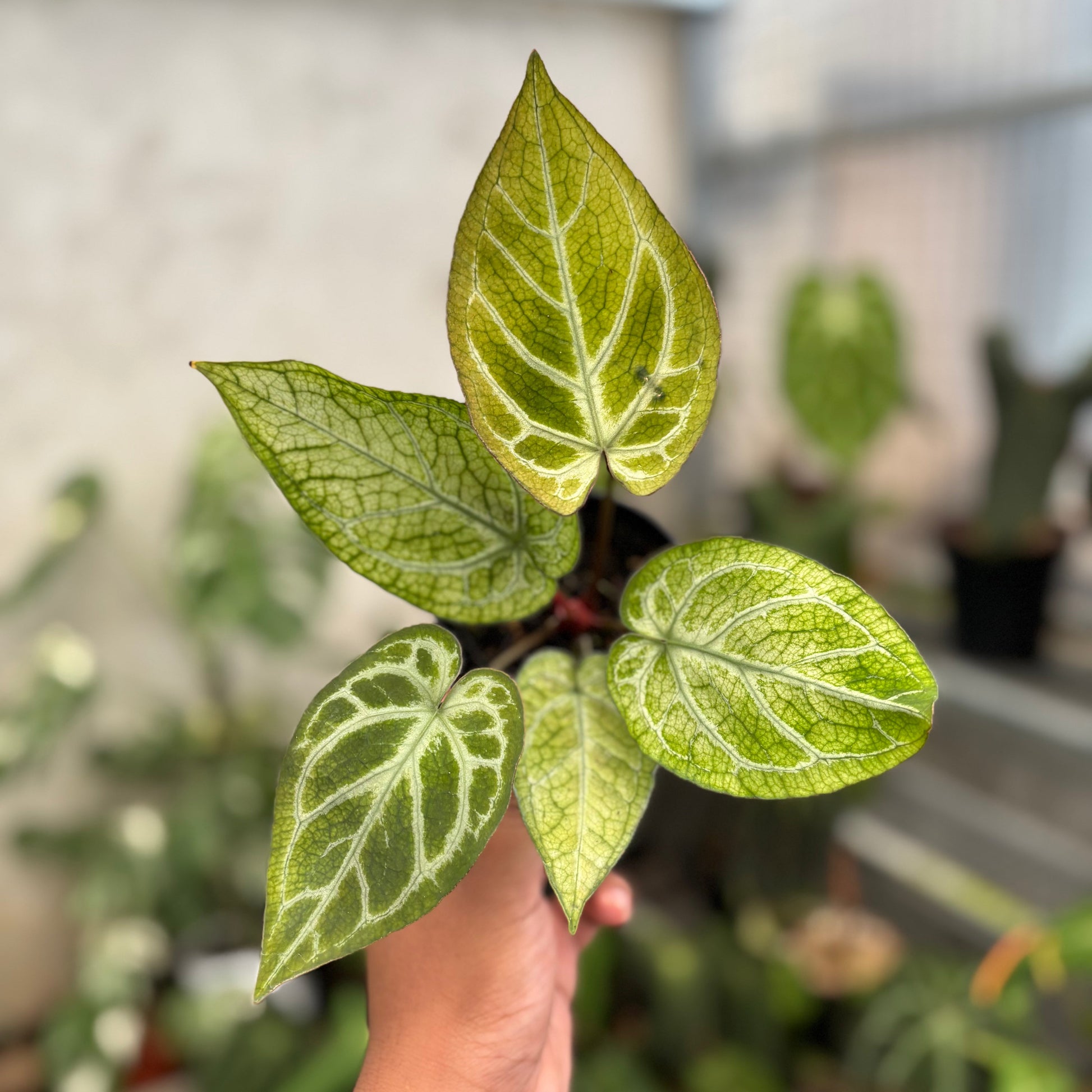 Anthurium Papilillaminum Variegated x Bvit Zara Michelle - Indonesian Rare Plants