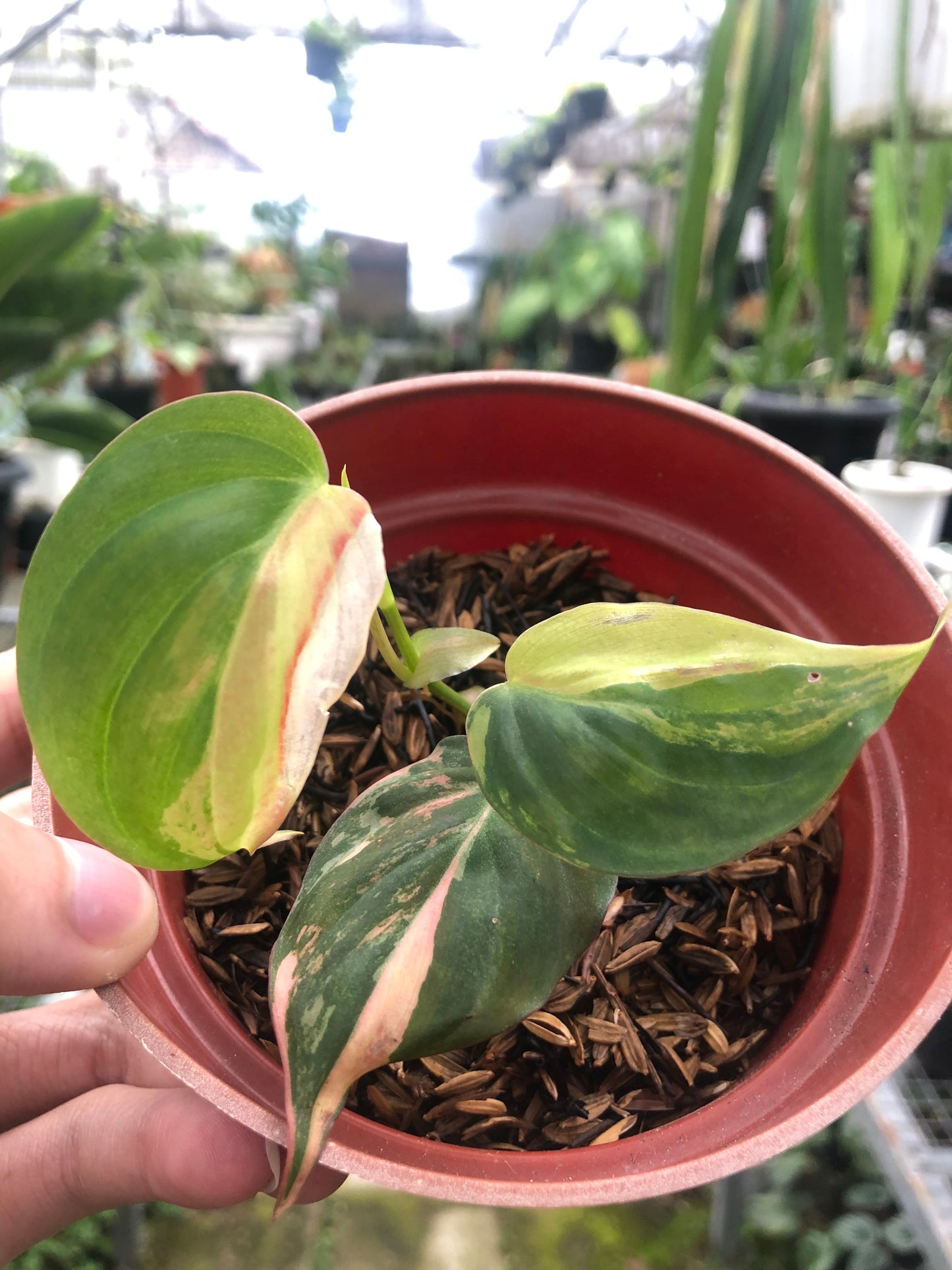 Philodendron Micans Variegated