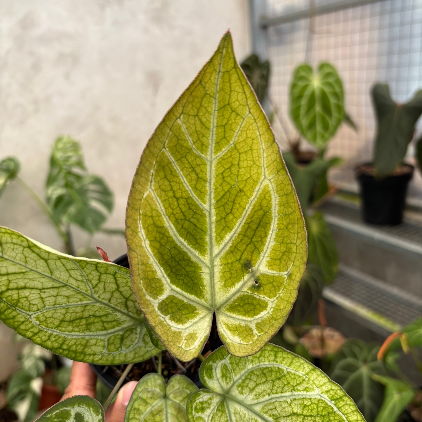 Anthurium Papillilaminum Variegated x Bvit Zara Michelle — photo 3