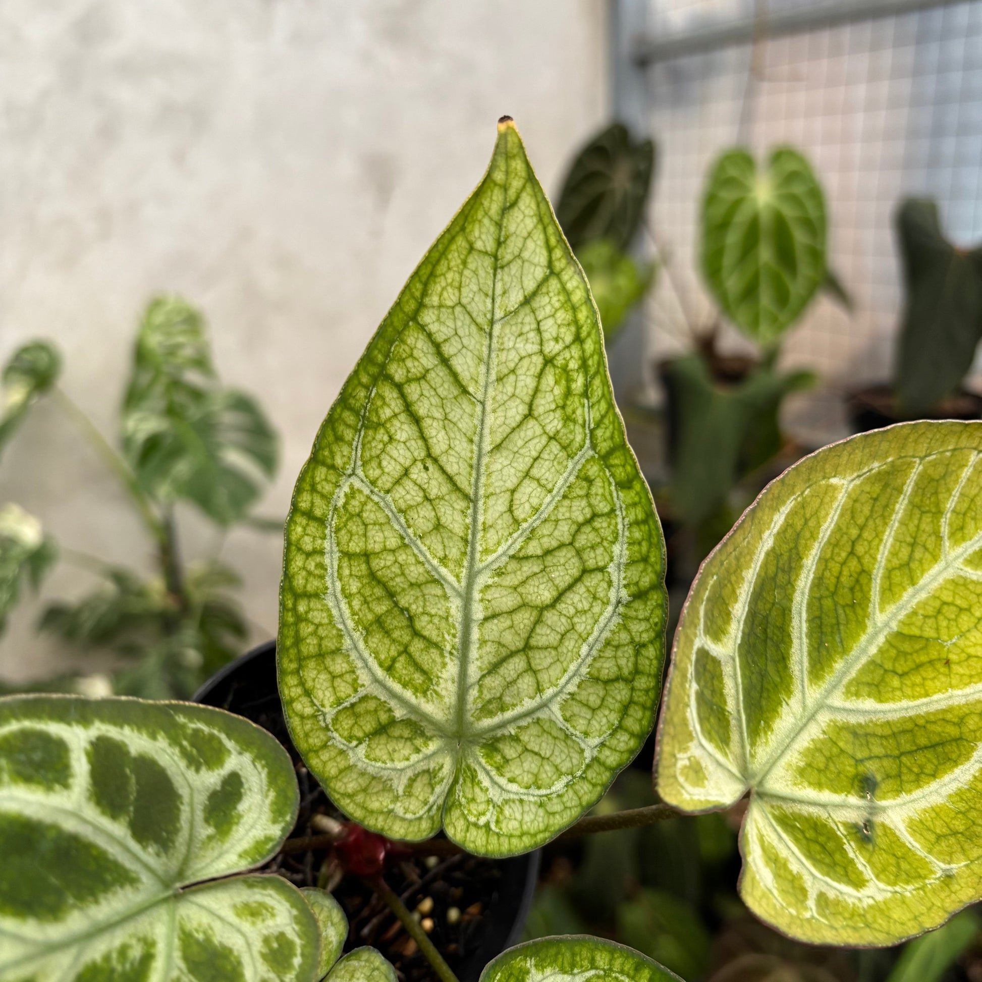 Anthurium Papillilaminum Variegated x Bvit Zara Michelle — photo 4