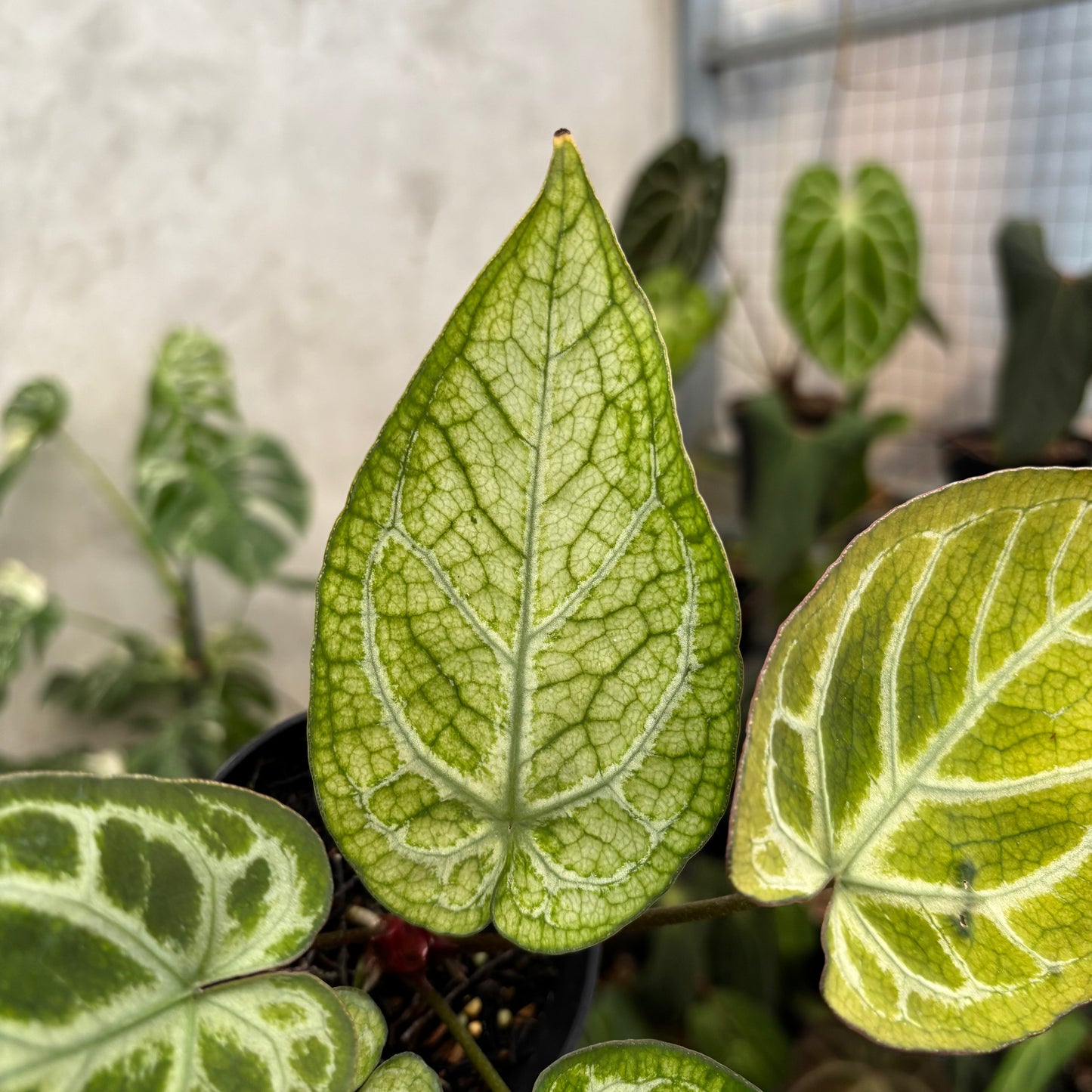 Anthurium Papilillaminum Variegated x Bvit Zara Michelle