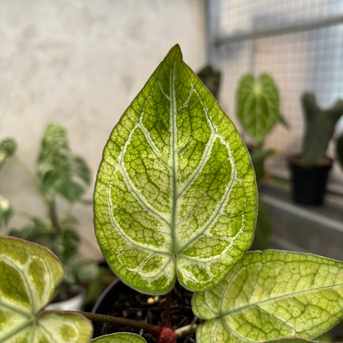 Anthurium Papillilaminum Variegated x Bvit Zara Michelle — photo 2