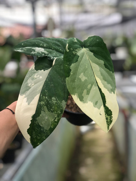 Syngonium Chiapense Variegated - Indonesian Rare Plants