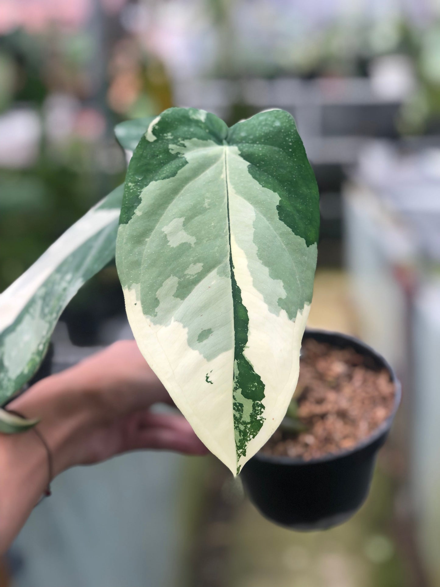 Syngonium Chiapense Variegated