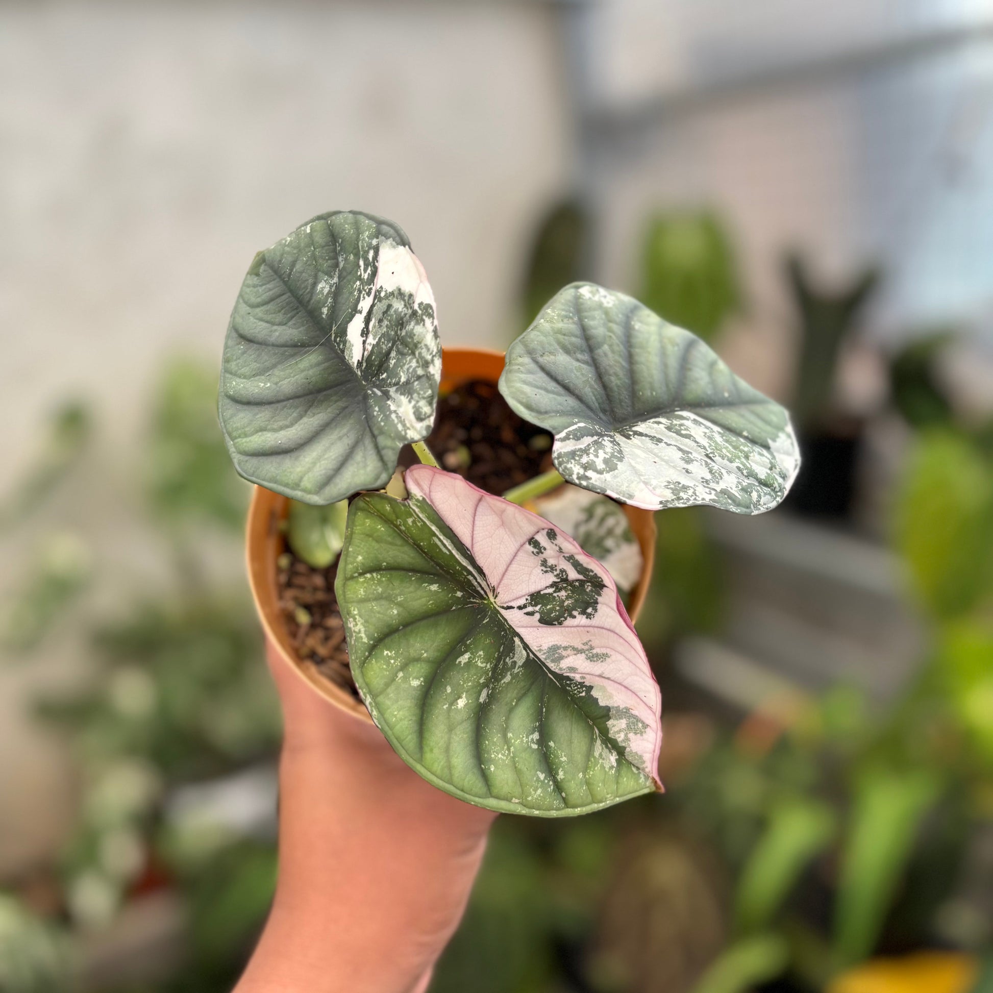 Alocasia Nebula Pink (Not for sale) — rare Indonesian plant