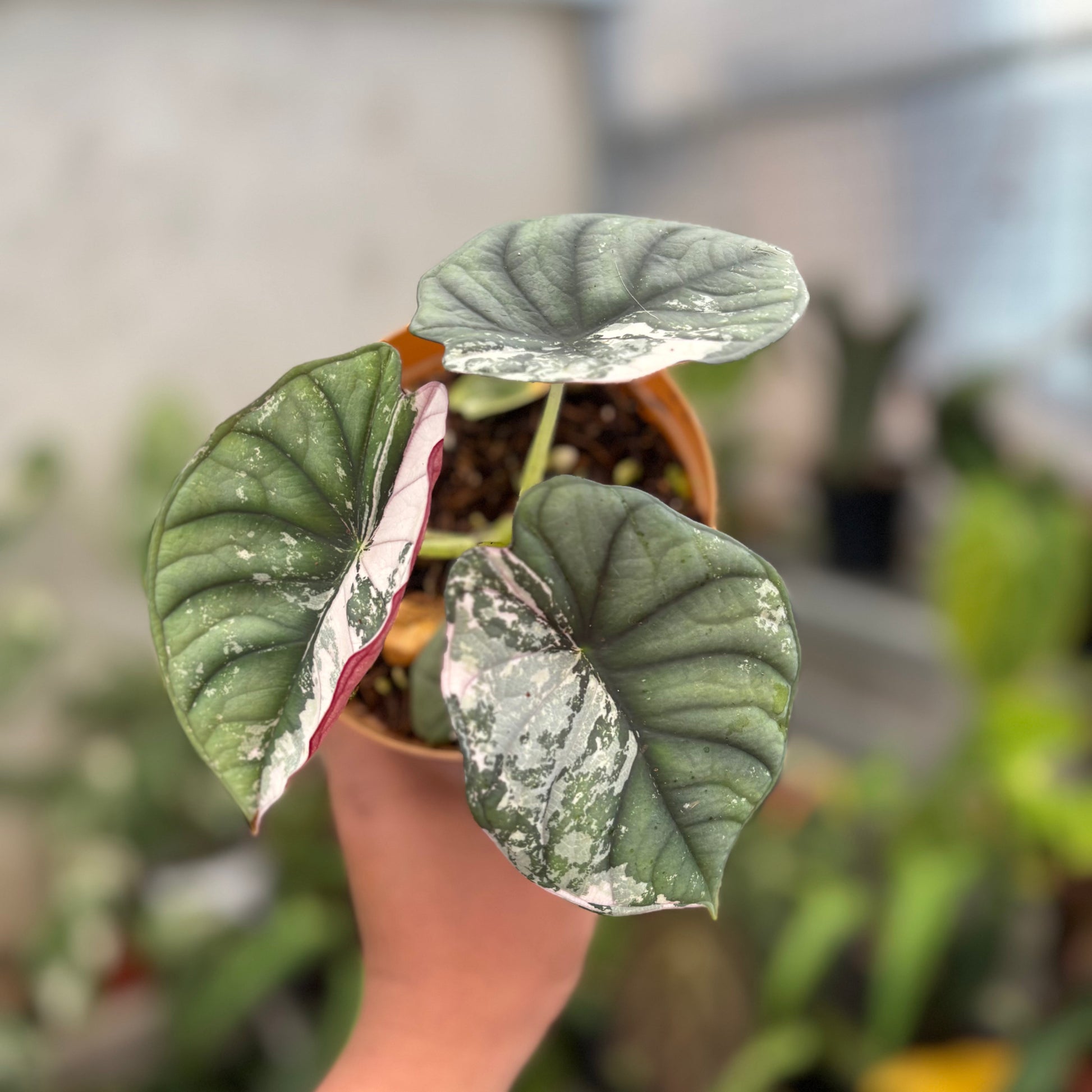 Alocasia Nebula Pink (Not for sale) — photo 2
