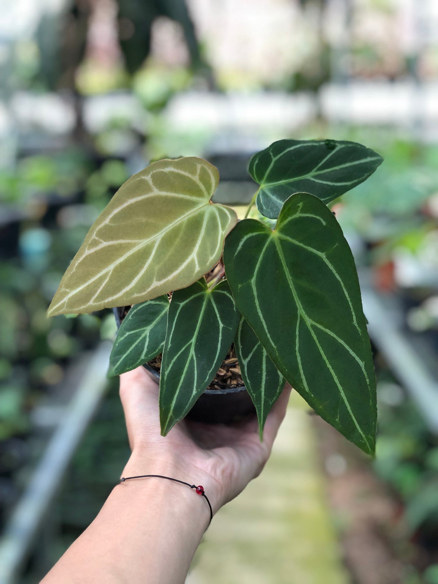 Anthurium Papillilaminum x Red Spider - Indonesian Rare Plants