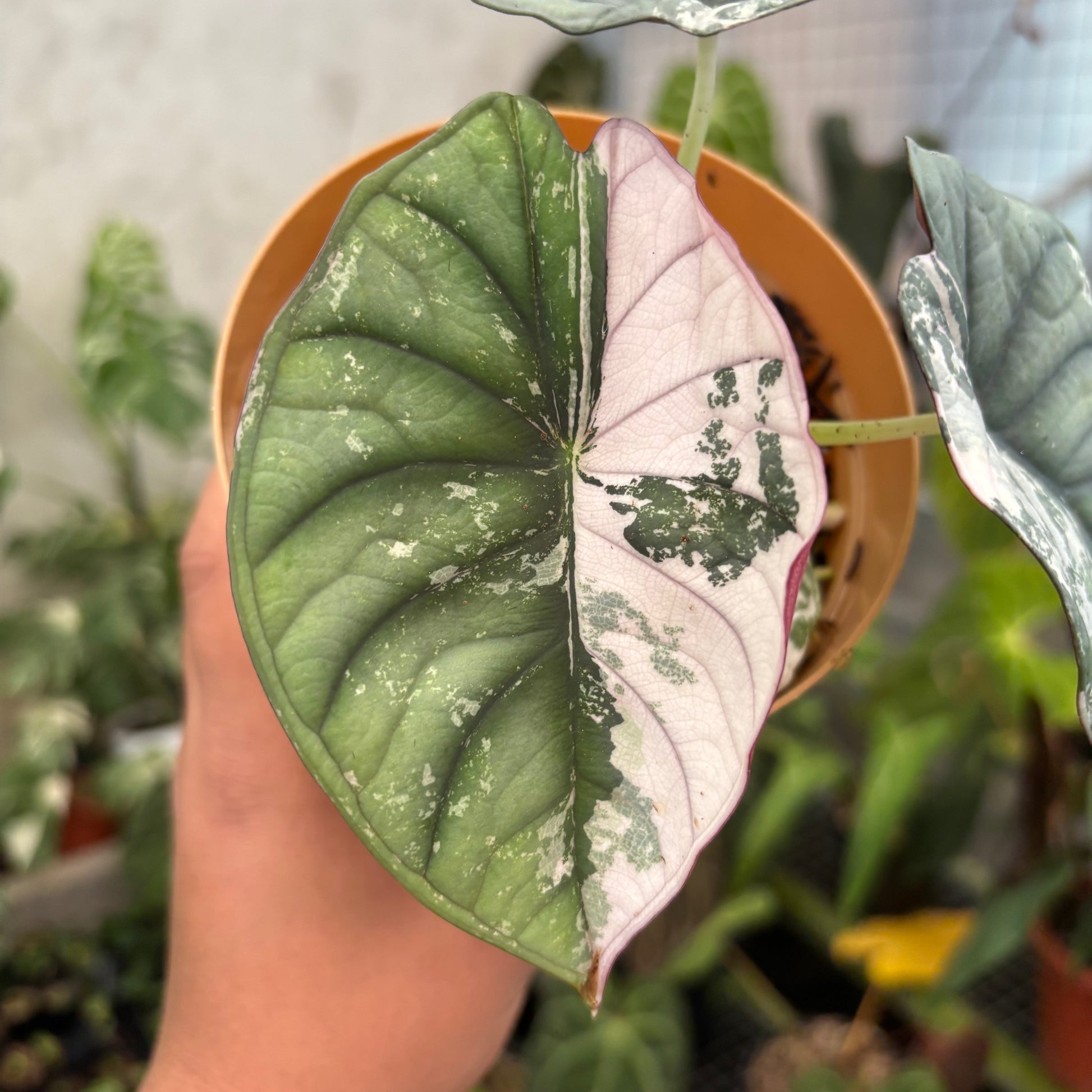Alocasia Nebula Pink (Not for sale) — photo 3