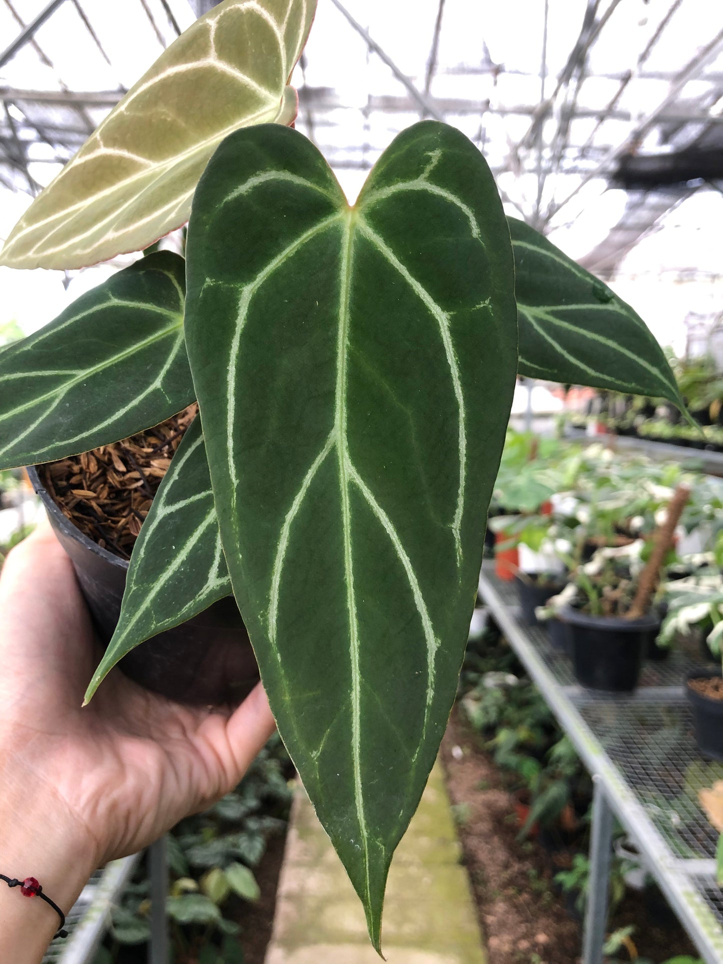 Anthurium Papillilaminum x Red Spider