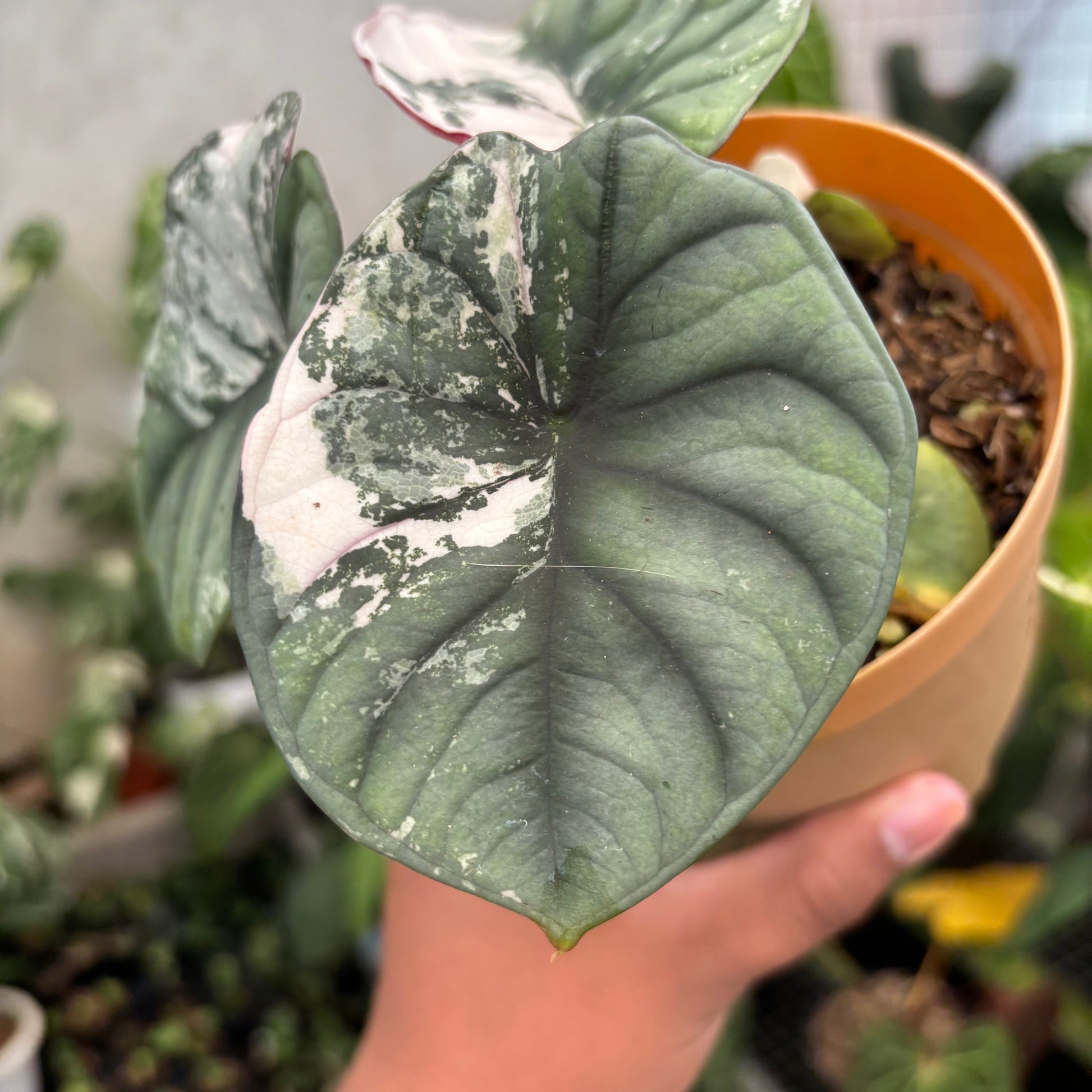 Alocasia Nebula Pink (Not for sale) — photo 4