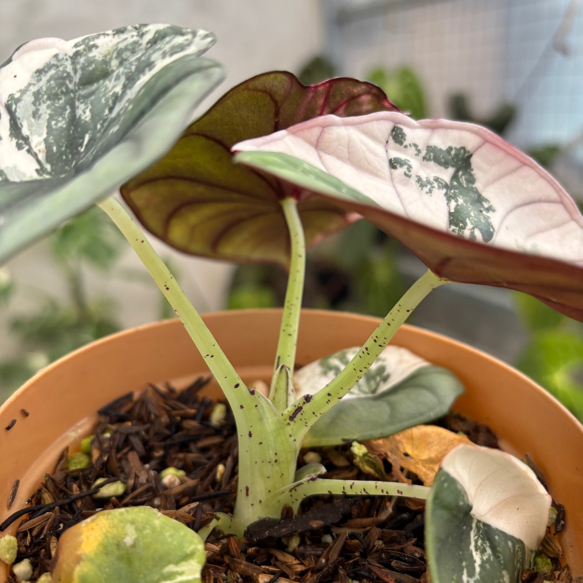 Alocasia Nebula Pink (Not for sale) — photo 5