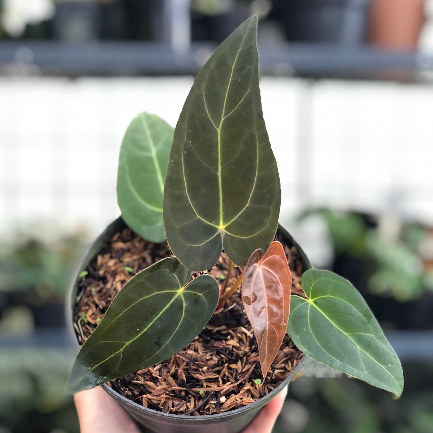 Anthurium Red Spider x Papillilaminum - Indonesian Rare Plants