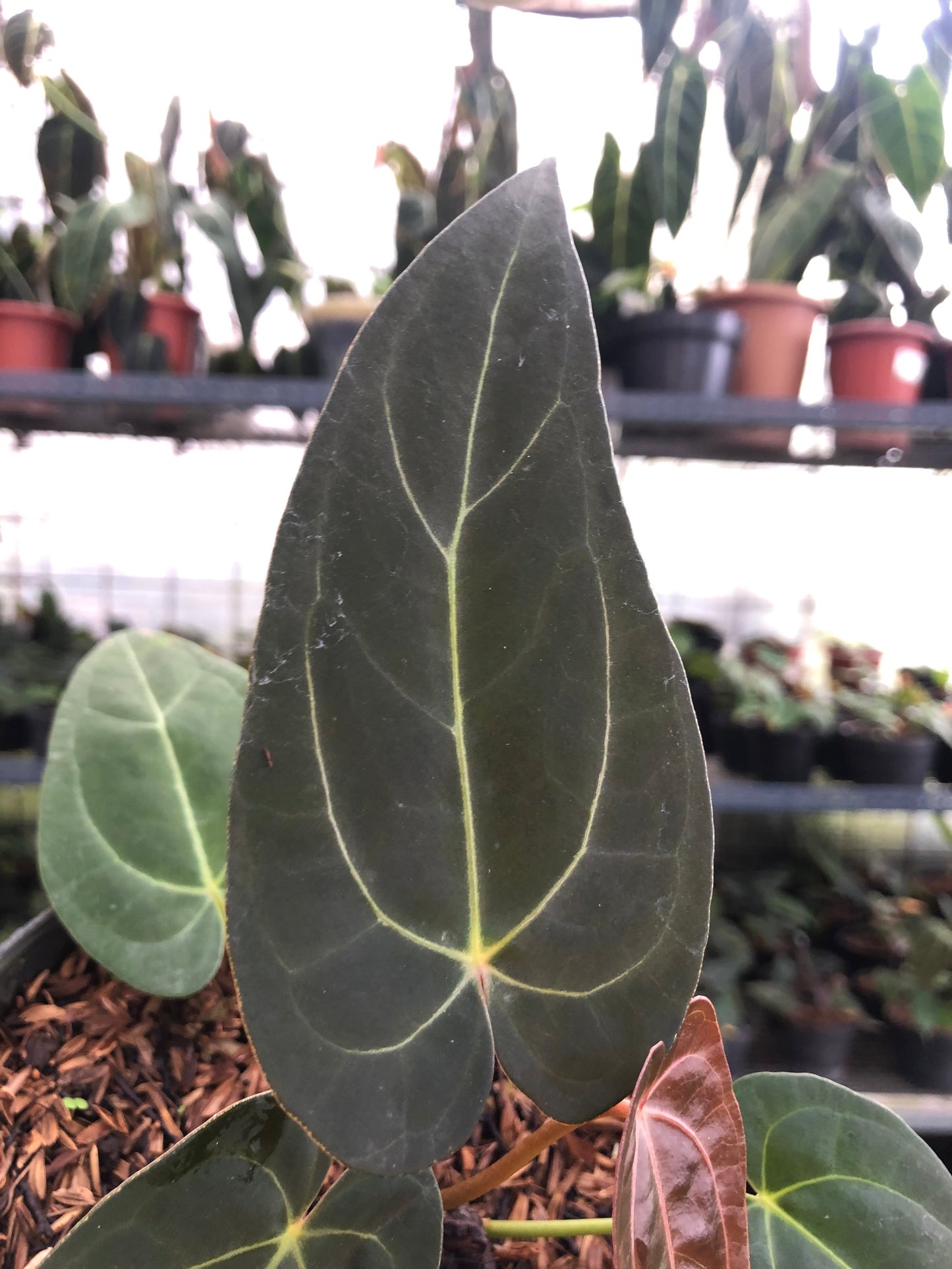 Anthurium Red Spider x Papillilaminum