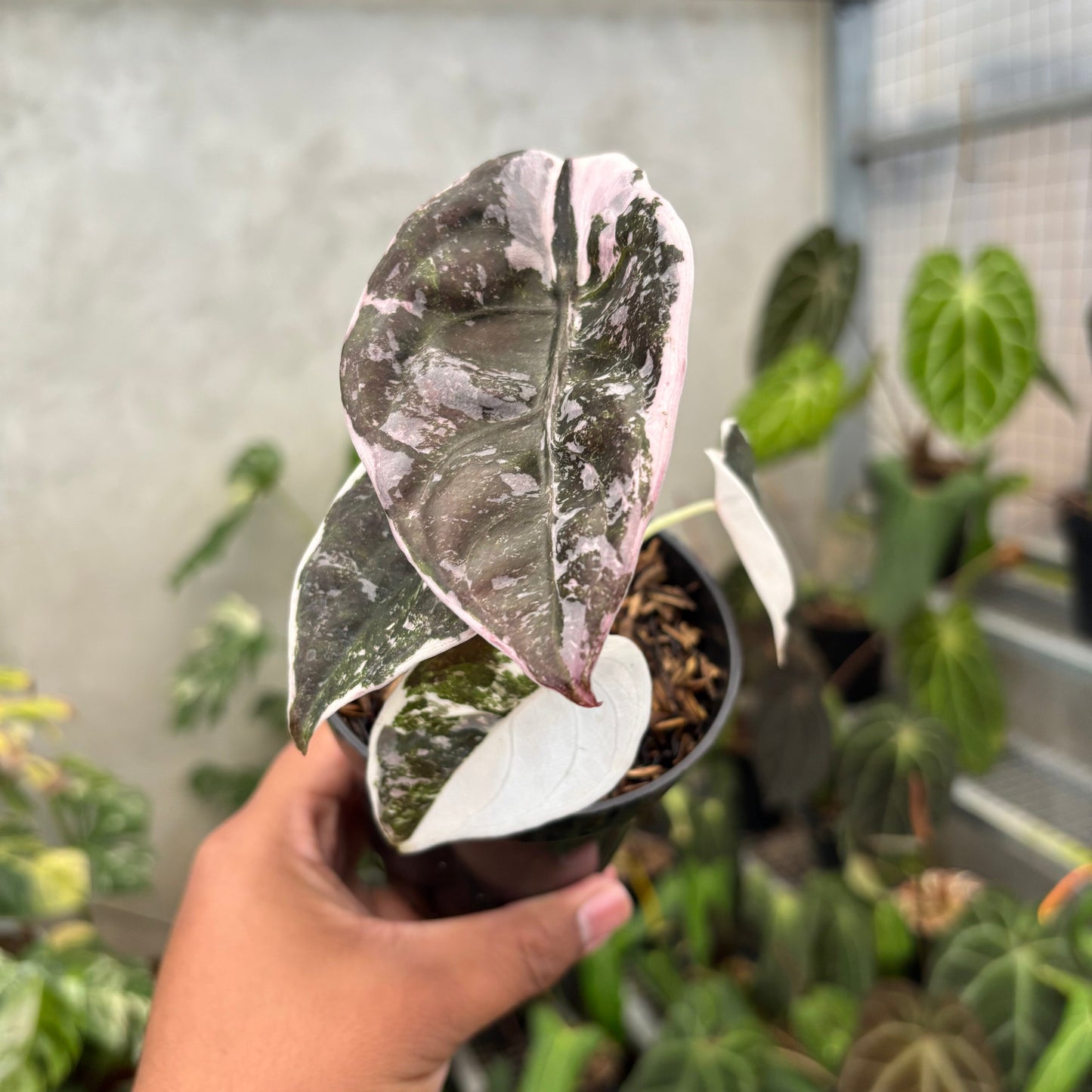 Alocasia Cuprea Pink Variegated - Indonesian Rare Plants