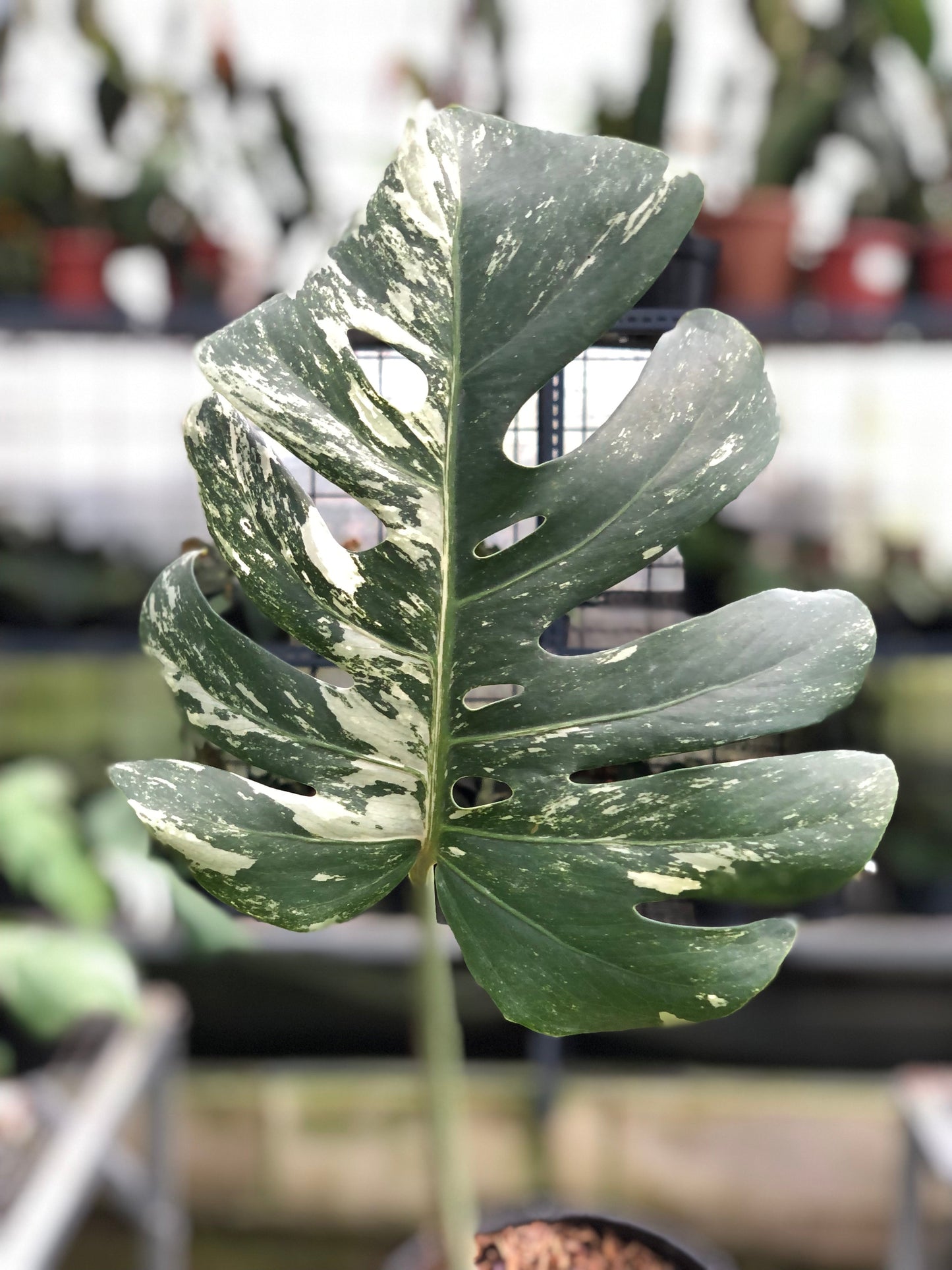 Monstera Albo Variegated (Fresh Cutting 1 Leaf)