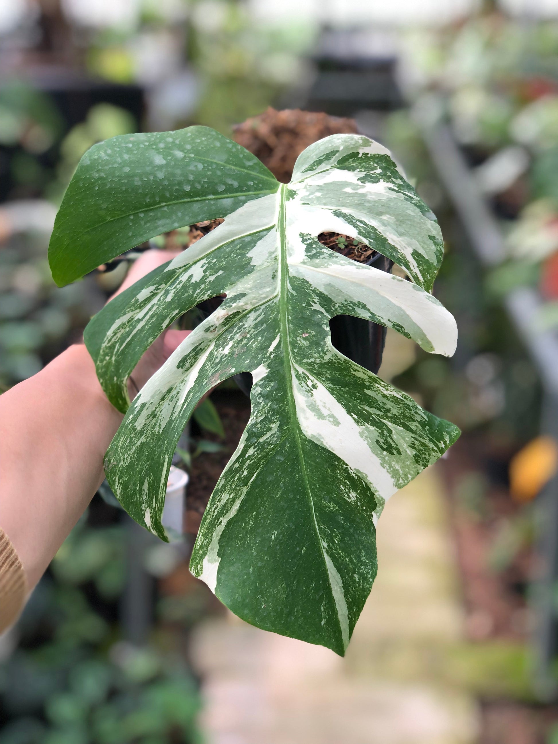 Monstera Albo Variegated (Fresh Cutting 1 Leaf) - Indonesian Rare Plants