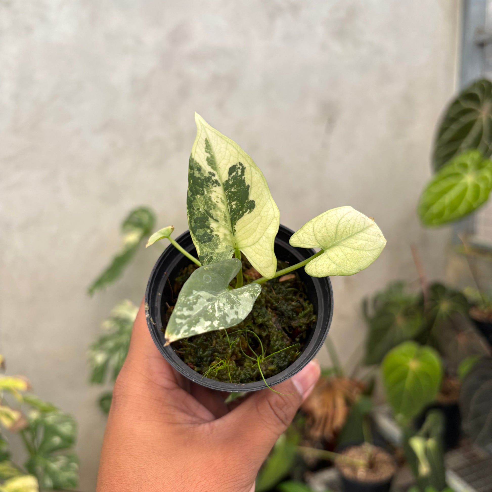 Alocasia Scabriuscula - Indonesian Rare Plants