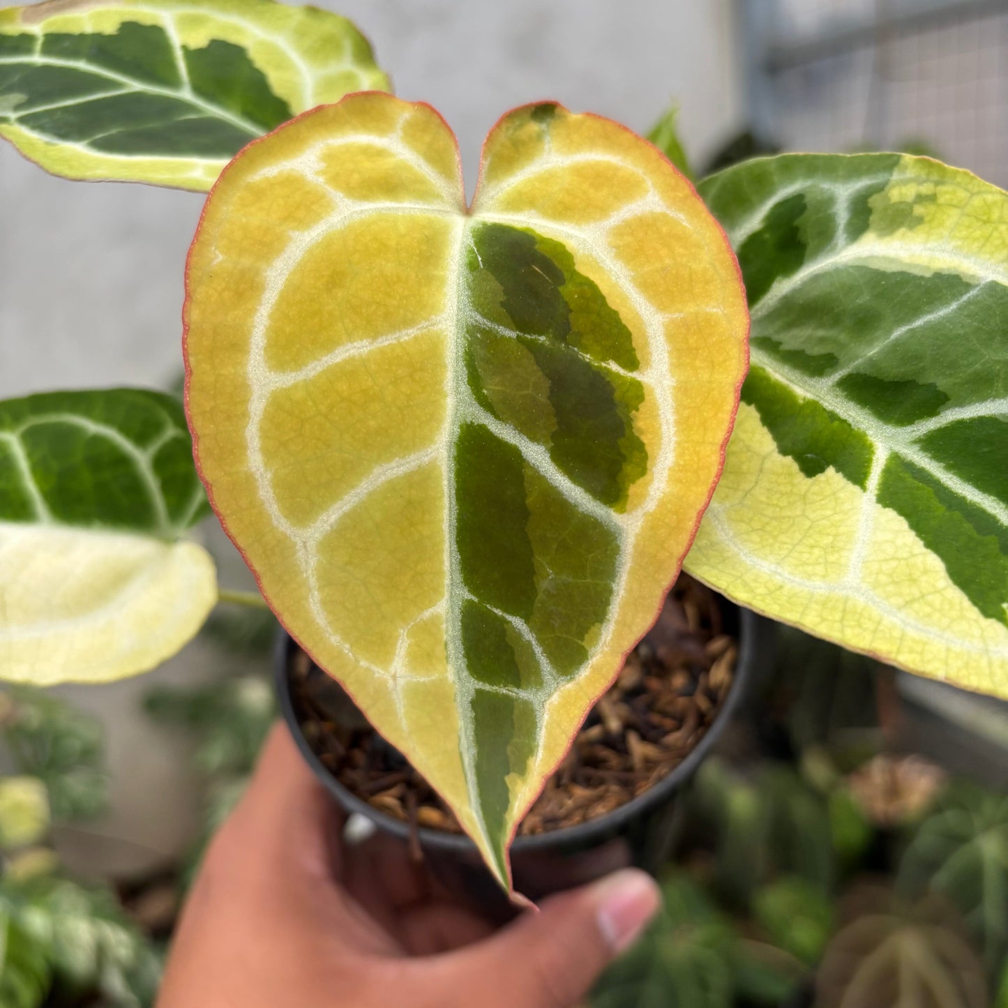 Anthurium Crystallinum Rinjani Variegated