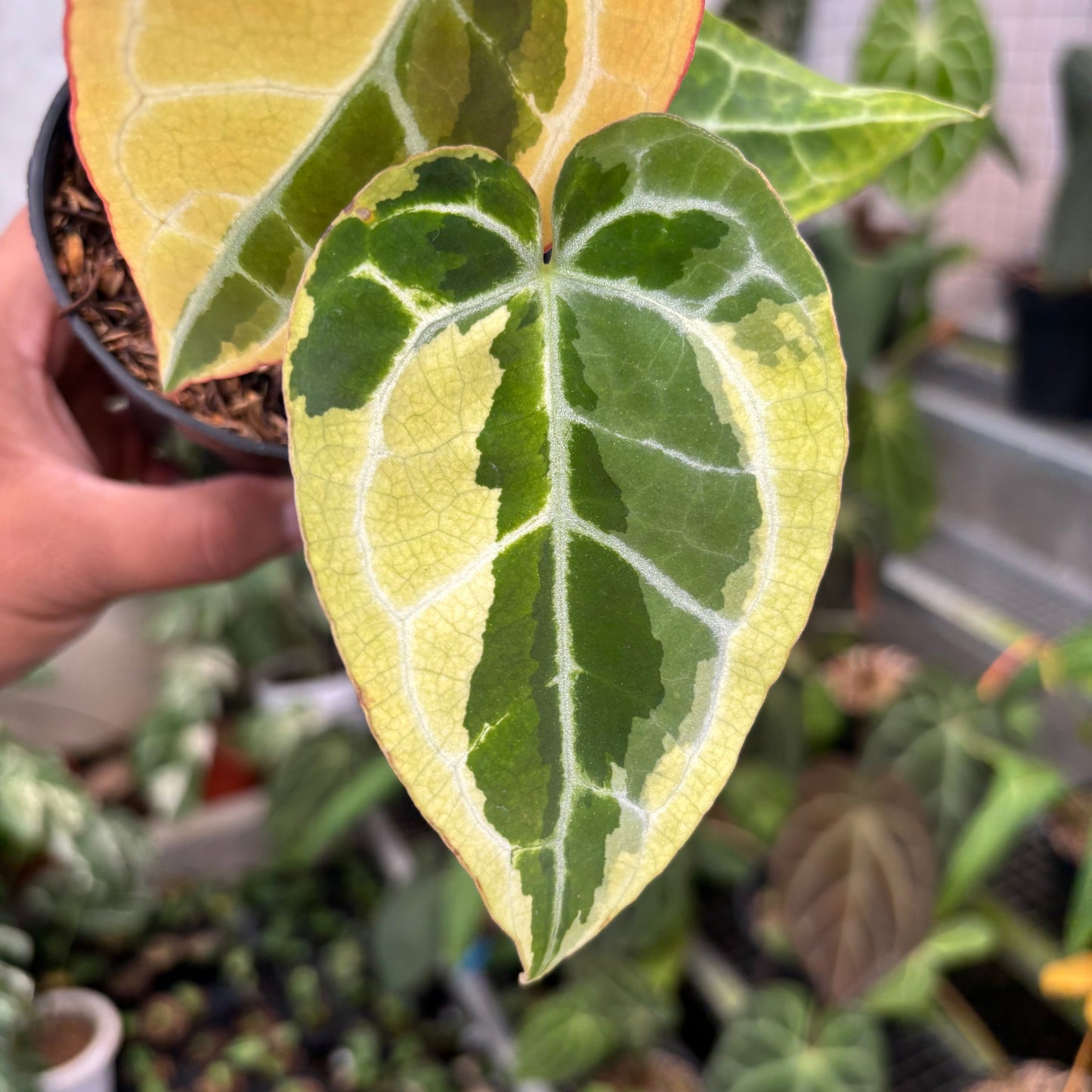 Anthurium Crystallinum Rinjani Variegated