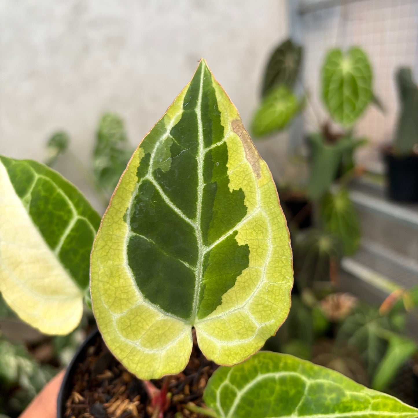 Anthurium Crystallinum Rinjani Variegated
