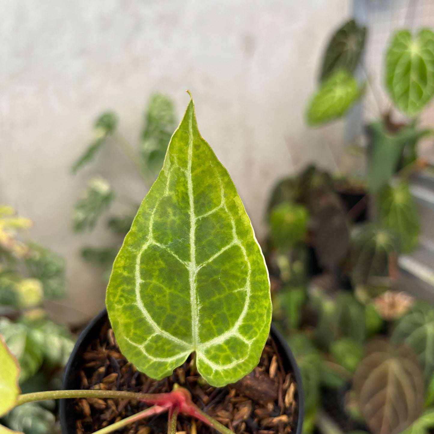 Anthurium Crystal Rinjani Variegated — photo 6
