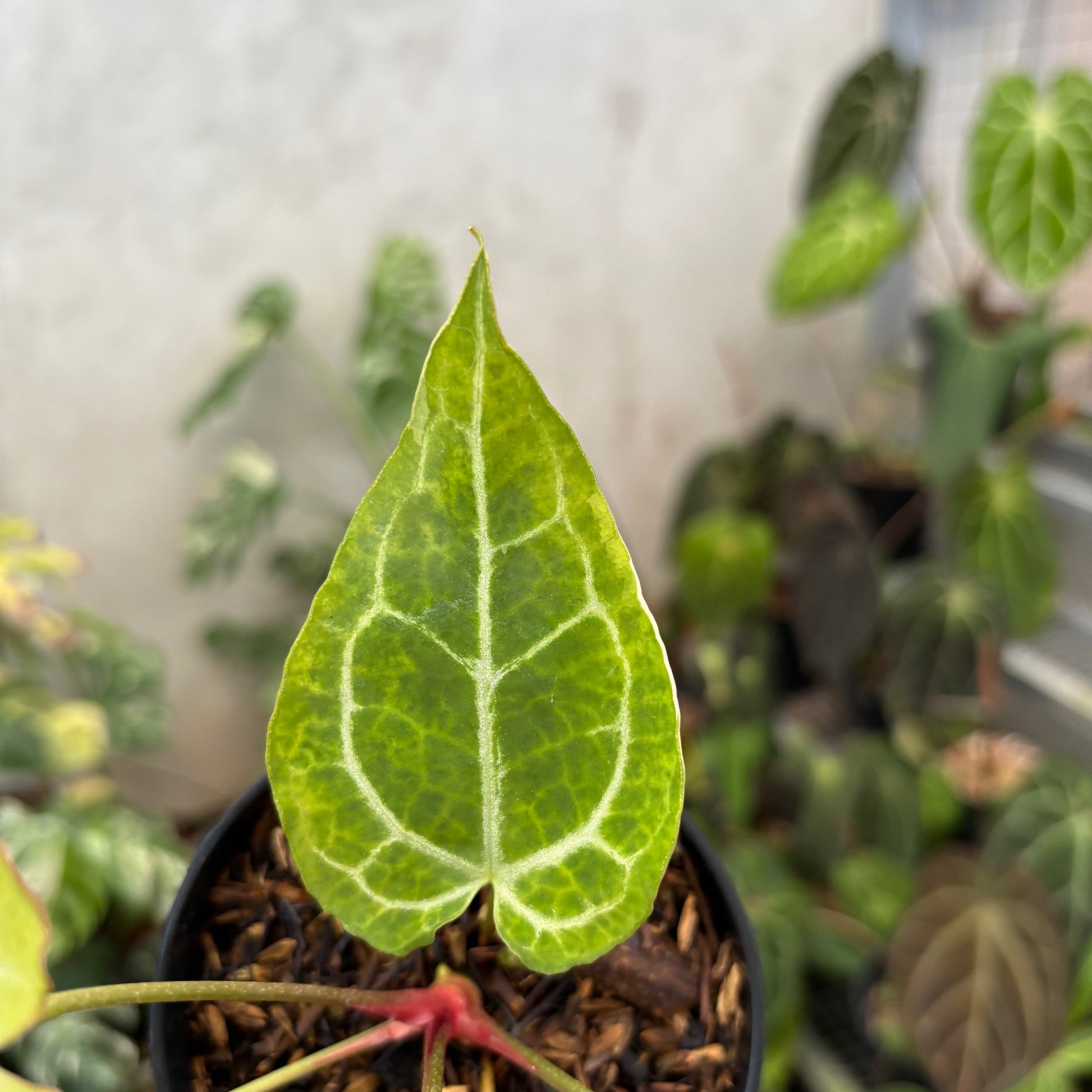 Anthurium Crystal Rinjani Variegated — photo 6