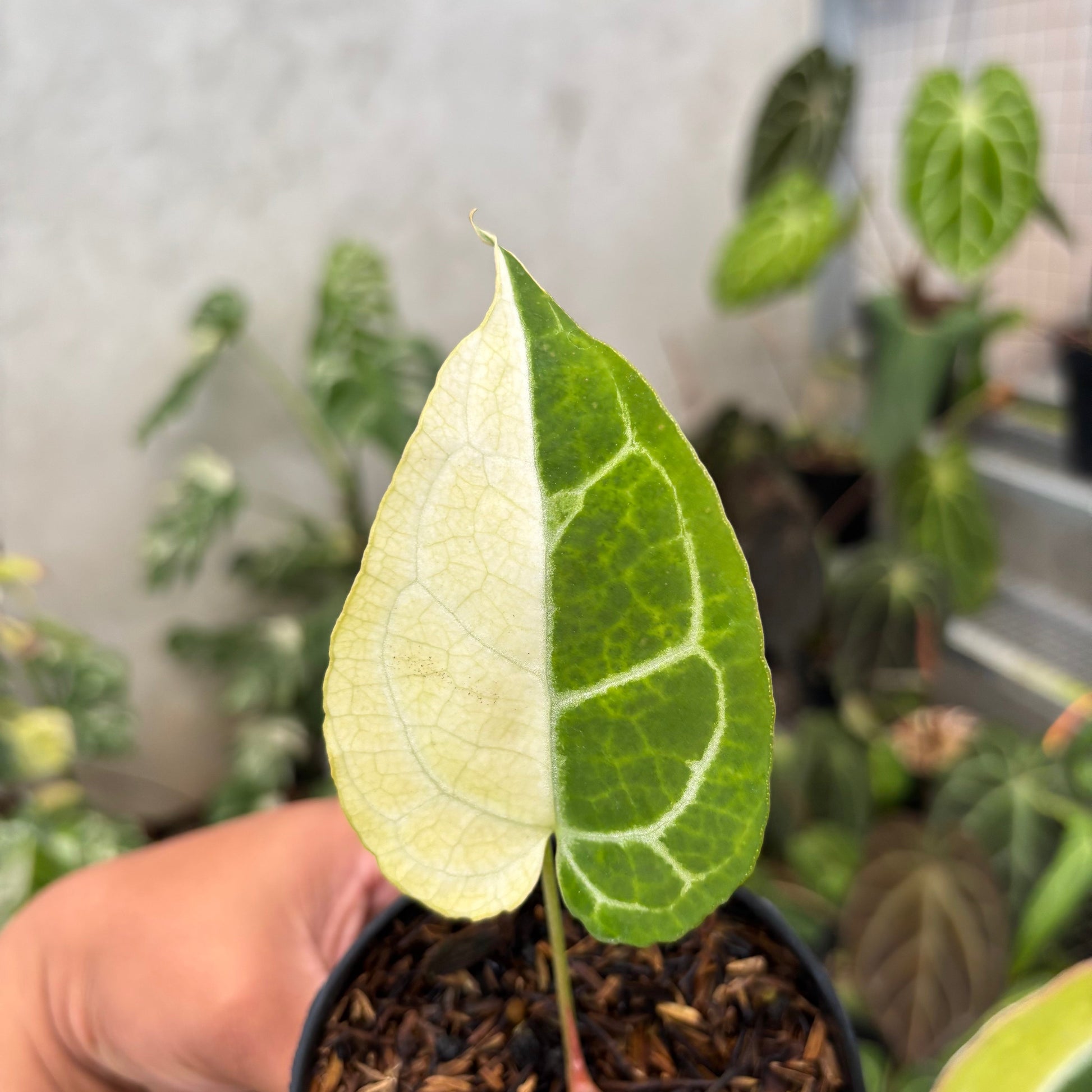 Anthurium Crystal Rinjani Variegated — photo 5