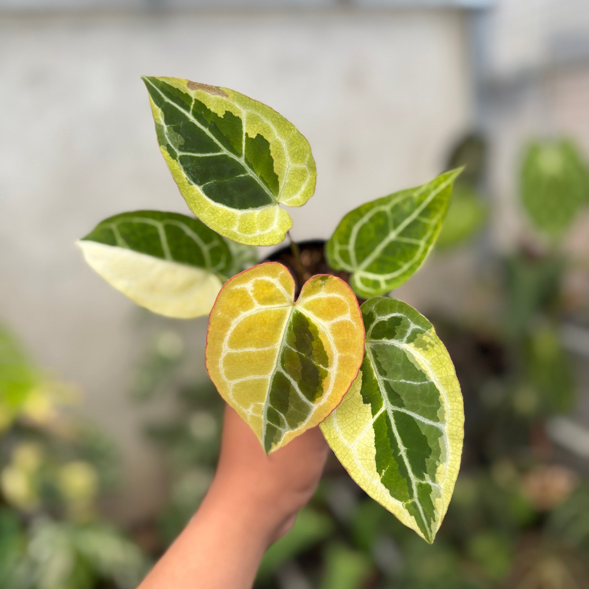 Anthurium Crystallinum Rinjani Variegated - Indonesian Rare Plants