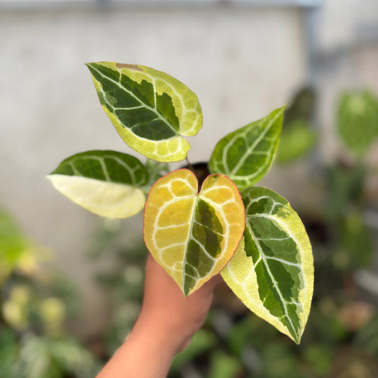 Anthurium Crystal Rinjani Variegated — rare Indonesian plant