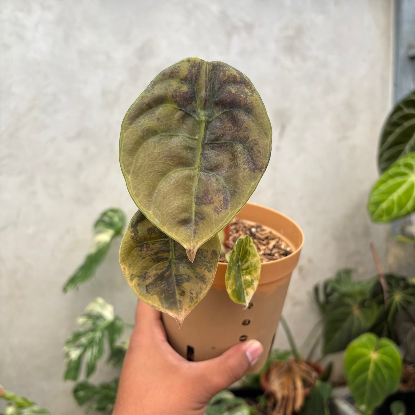 Alocasia Cuprea Latte variegated Medium - Indonesian Rare Plants